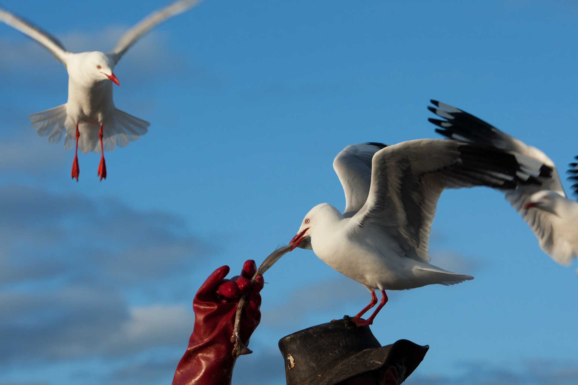 Silver gulls gathered for feeding, Kingscote, Kangaroo Island