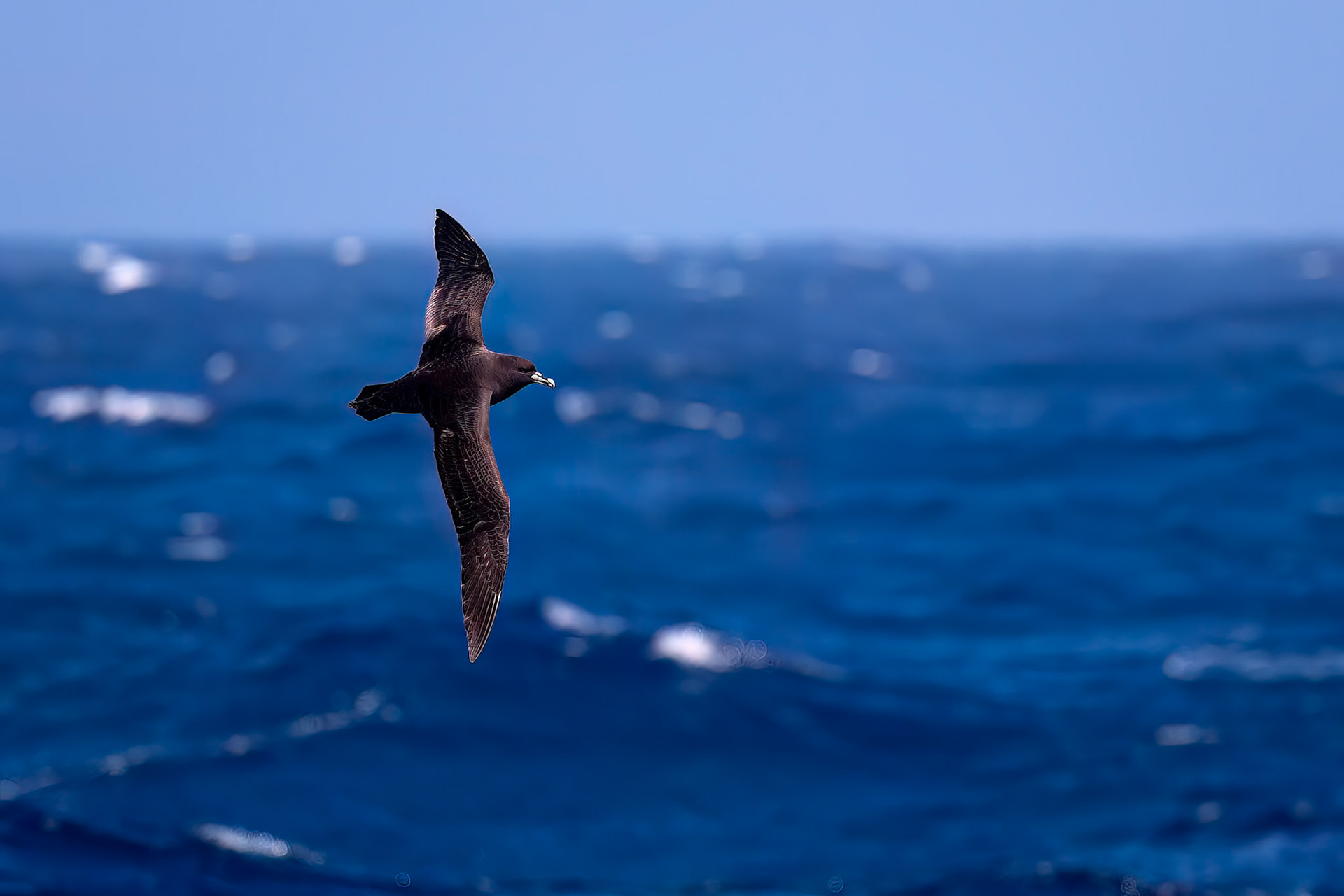 White-chinned petrel, from the Falklands towards South Georgia