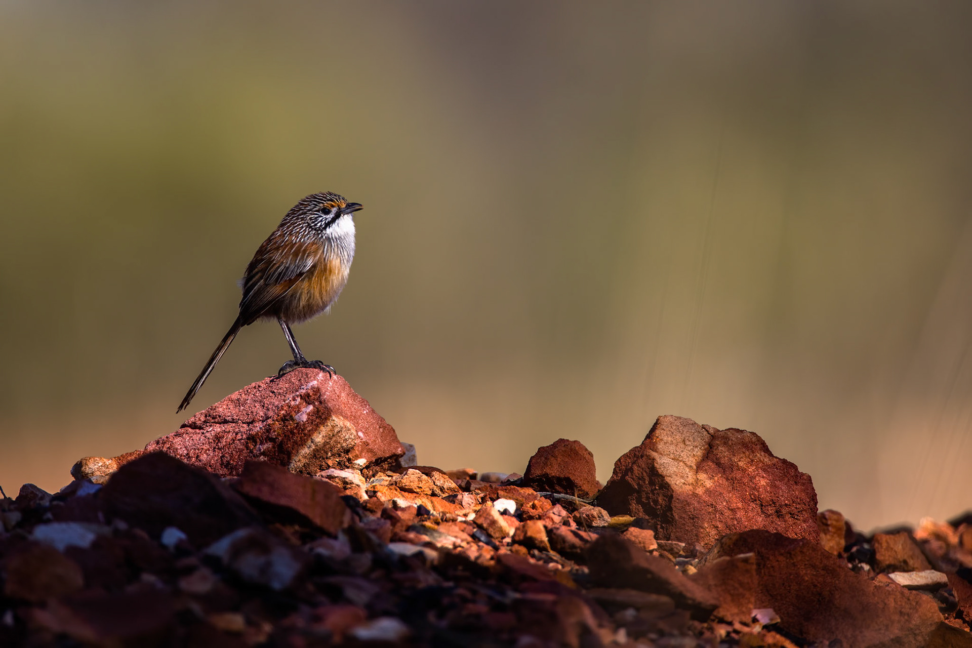 Striated (Opalton) grasswren, Opalton, Queensland, Australia