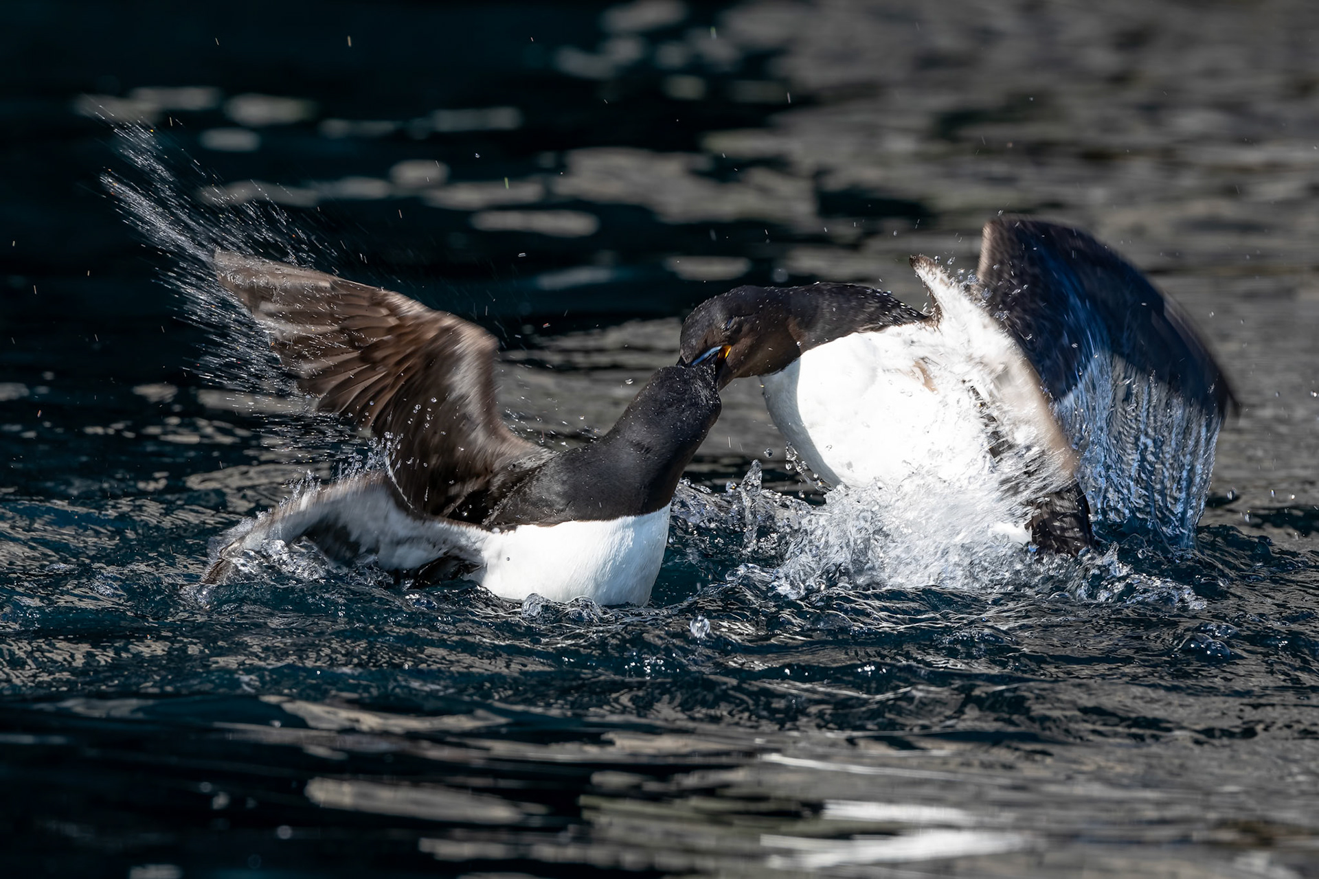 Brünnich's guillemot, Alkefjettet, Svalbard, Norway