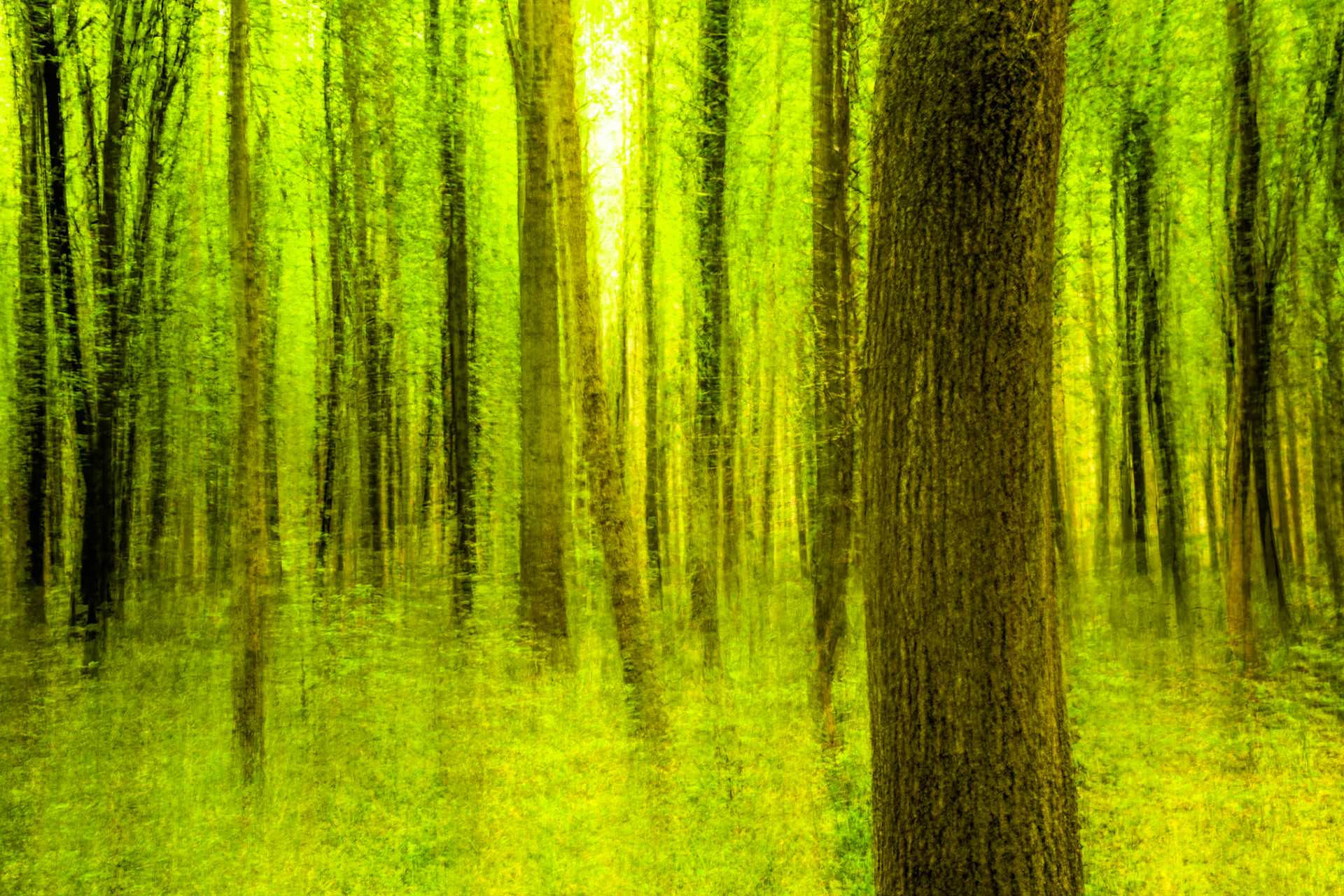 Ashridge Estate, National Trust Forest, Ringshall, England, United Kingdom