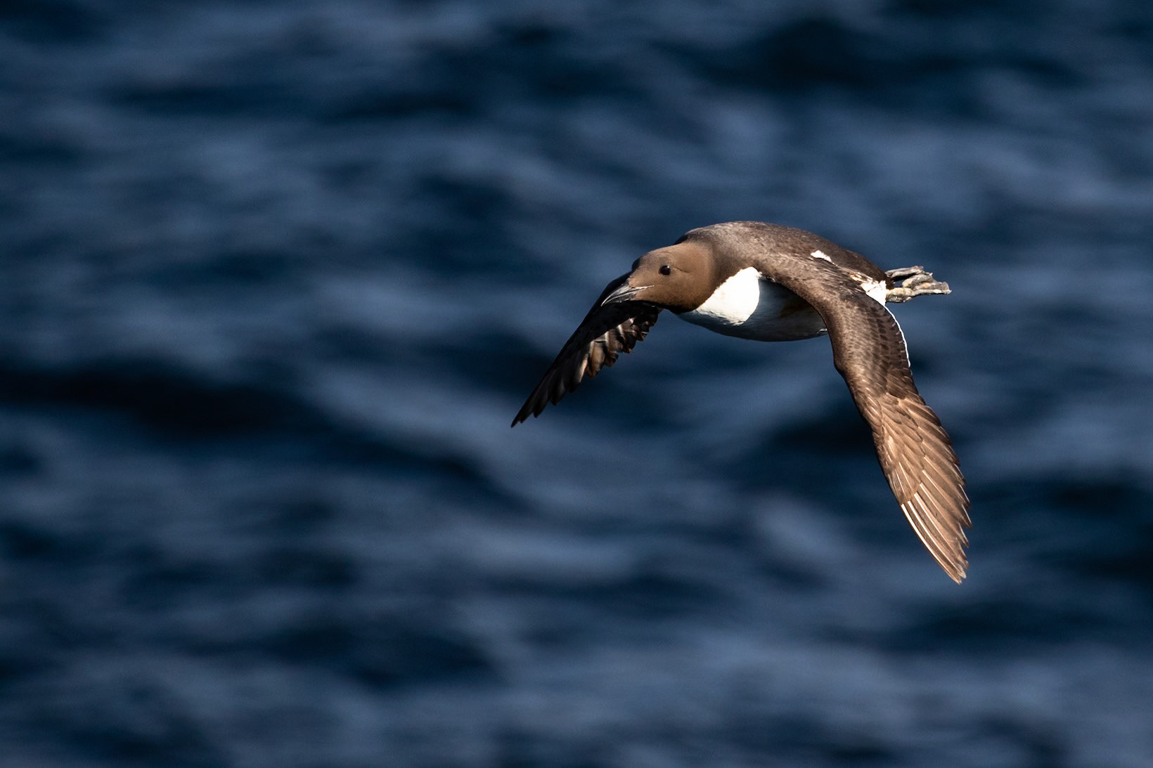 Common guillemot, Grímsey Island, Iceland