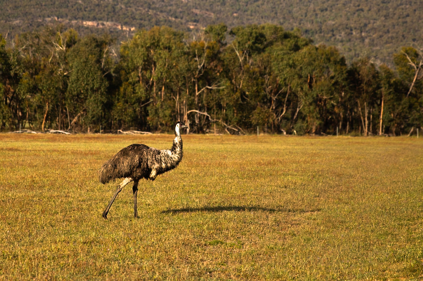 Emu, Eagle Wings Rise, Hall's Gap, The Grampians, Victoria