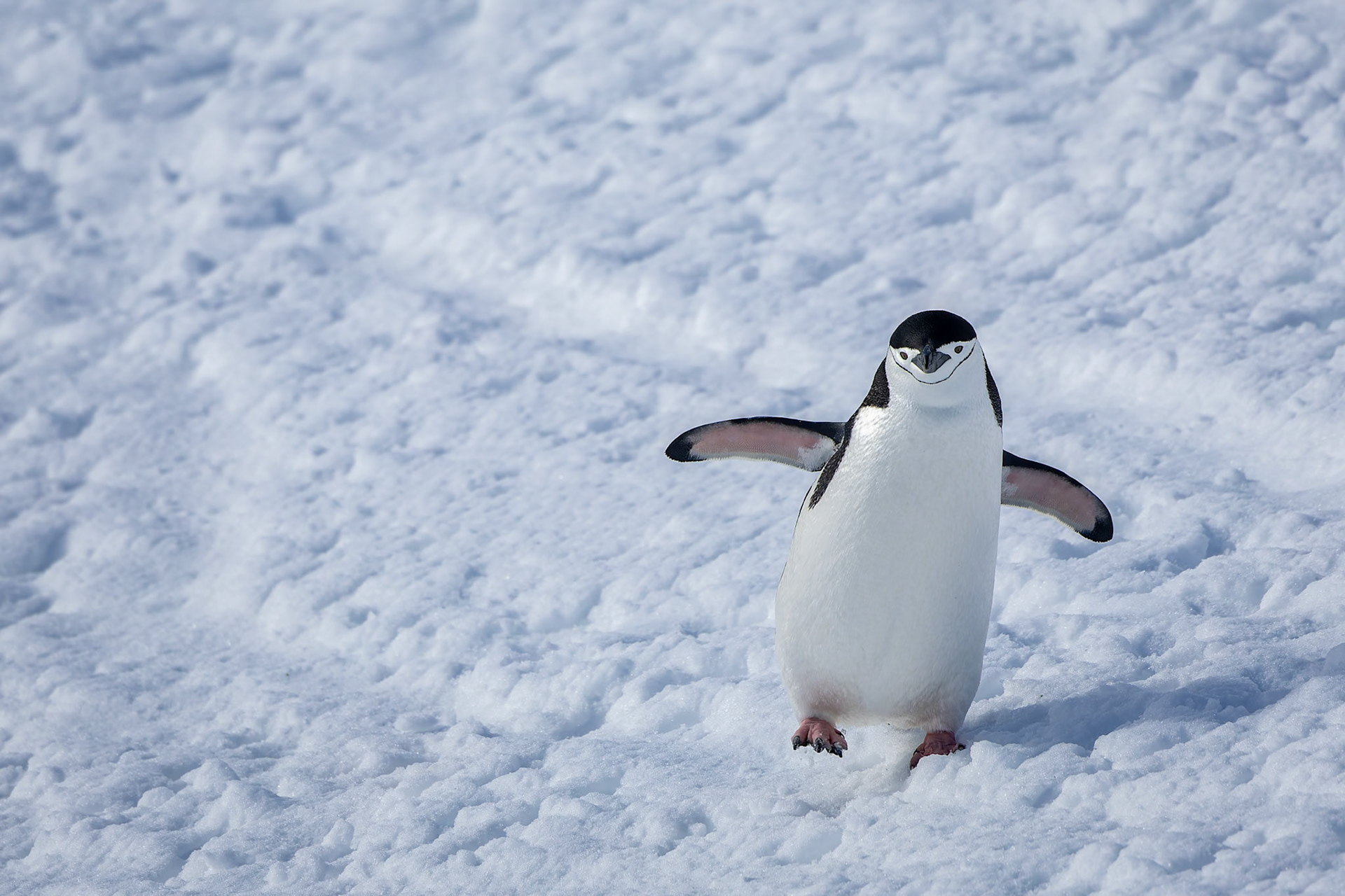 Chinstrap penguin, Half-moon Island, Shetland Islands, Antarctica