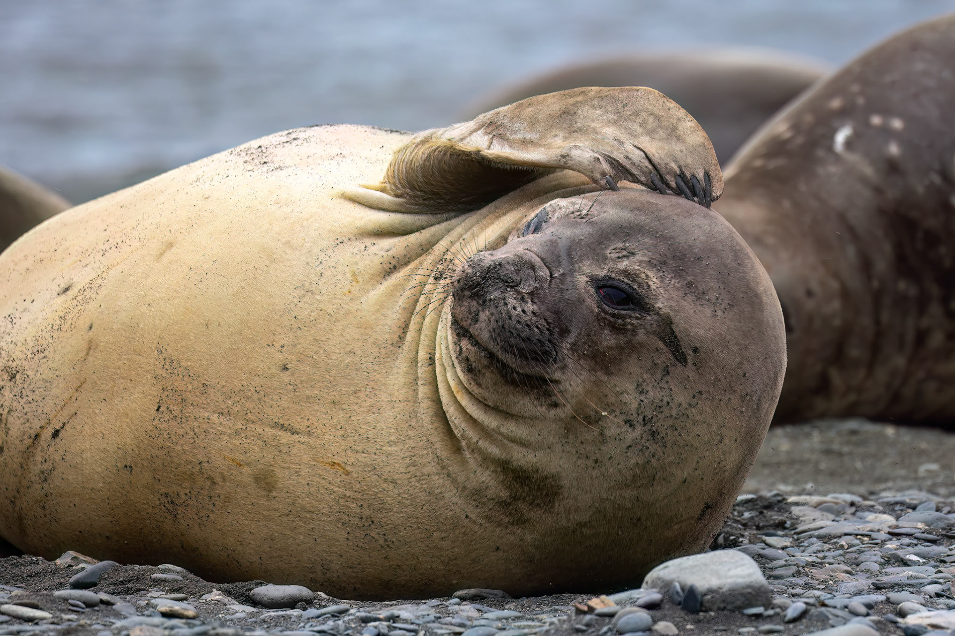 Elephant seal, Rosita Bay, South Georgia
