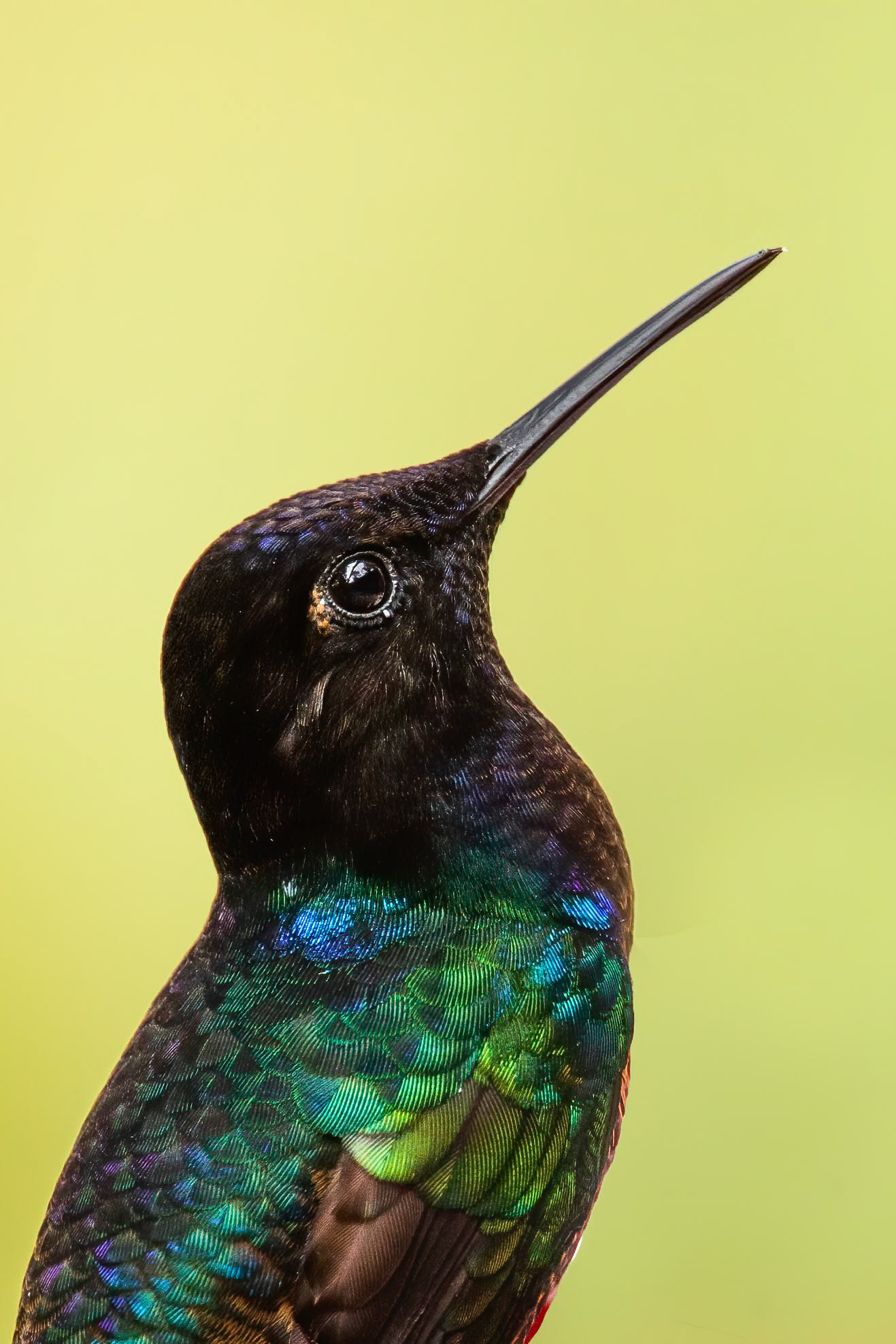 Velvet-purple coronet, Las Tangeras, Colombia