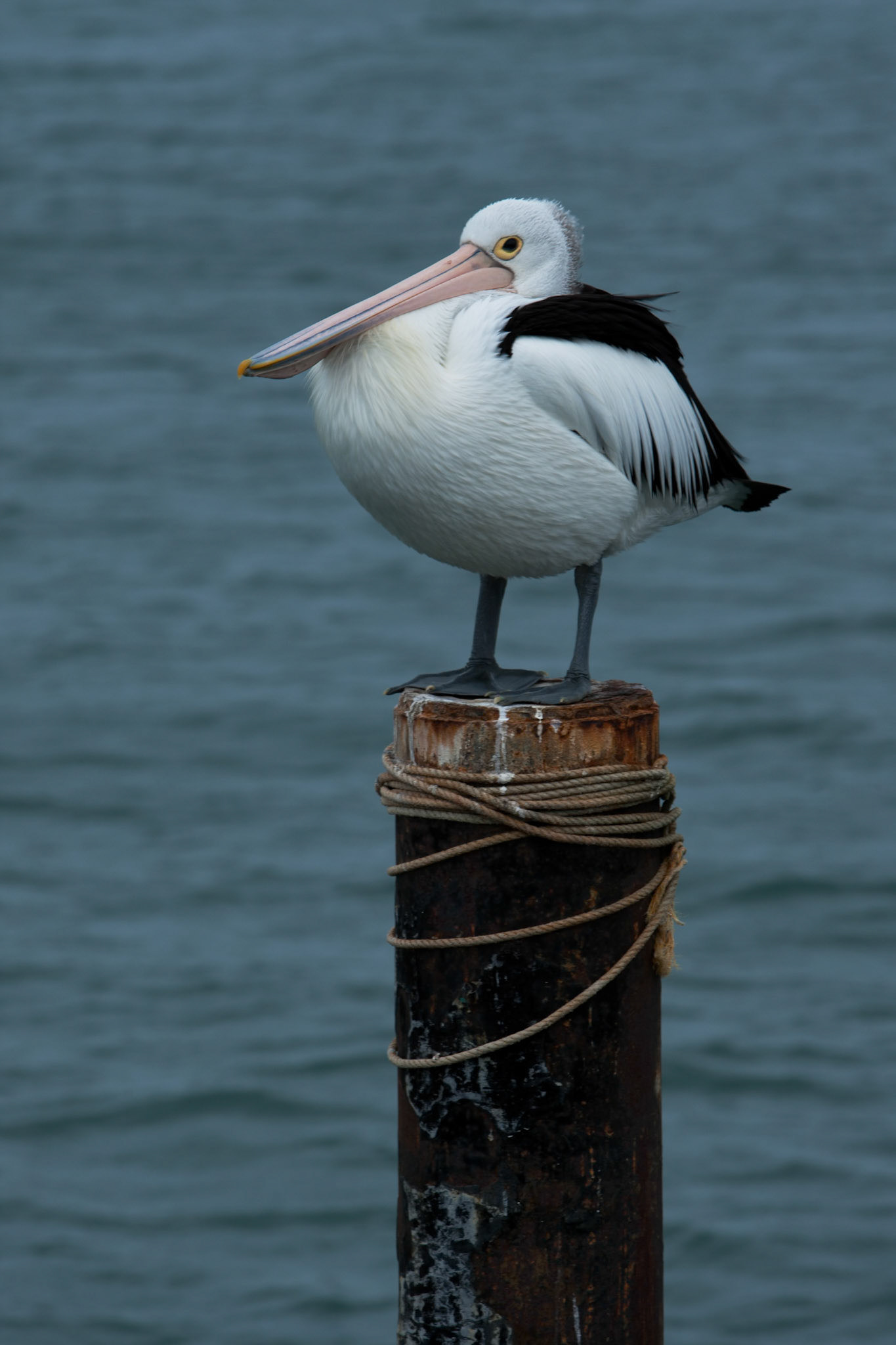 Autstralian pelican, American River, Kangaroo Island