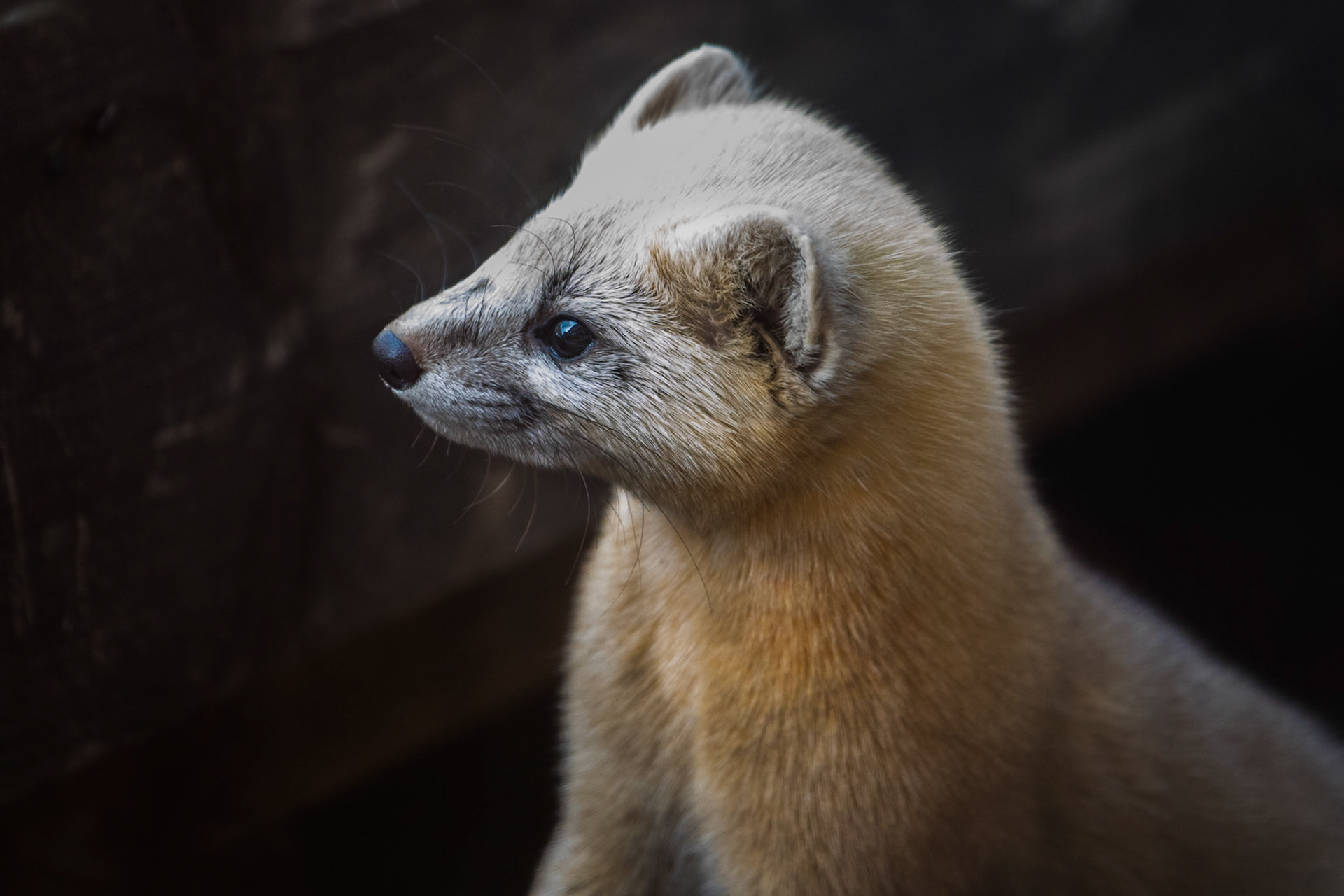 Sable, Yoroushi, Hokkaido, Japan