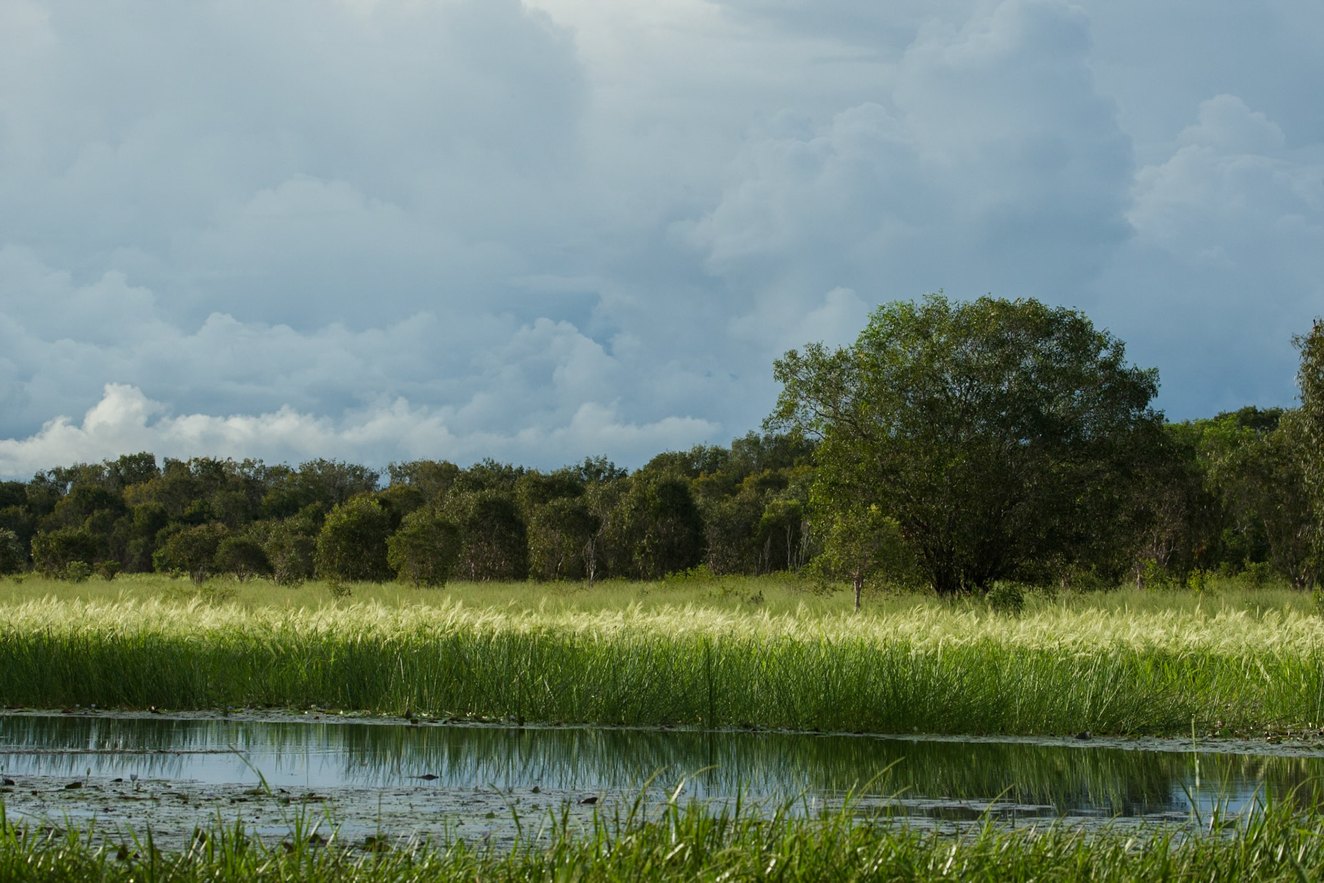 Tree and wild-rice, Mount Borradale, Arnhemland, Northern Territory