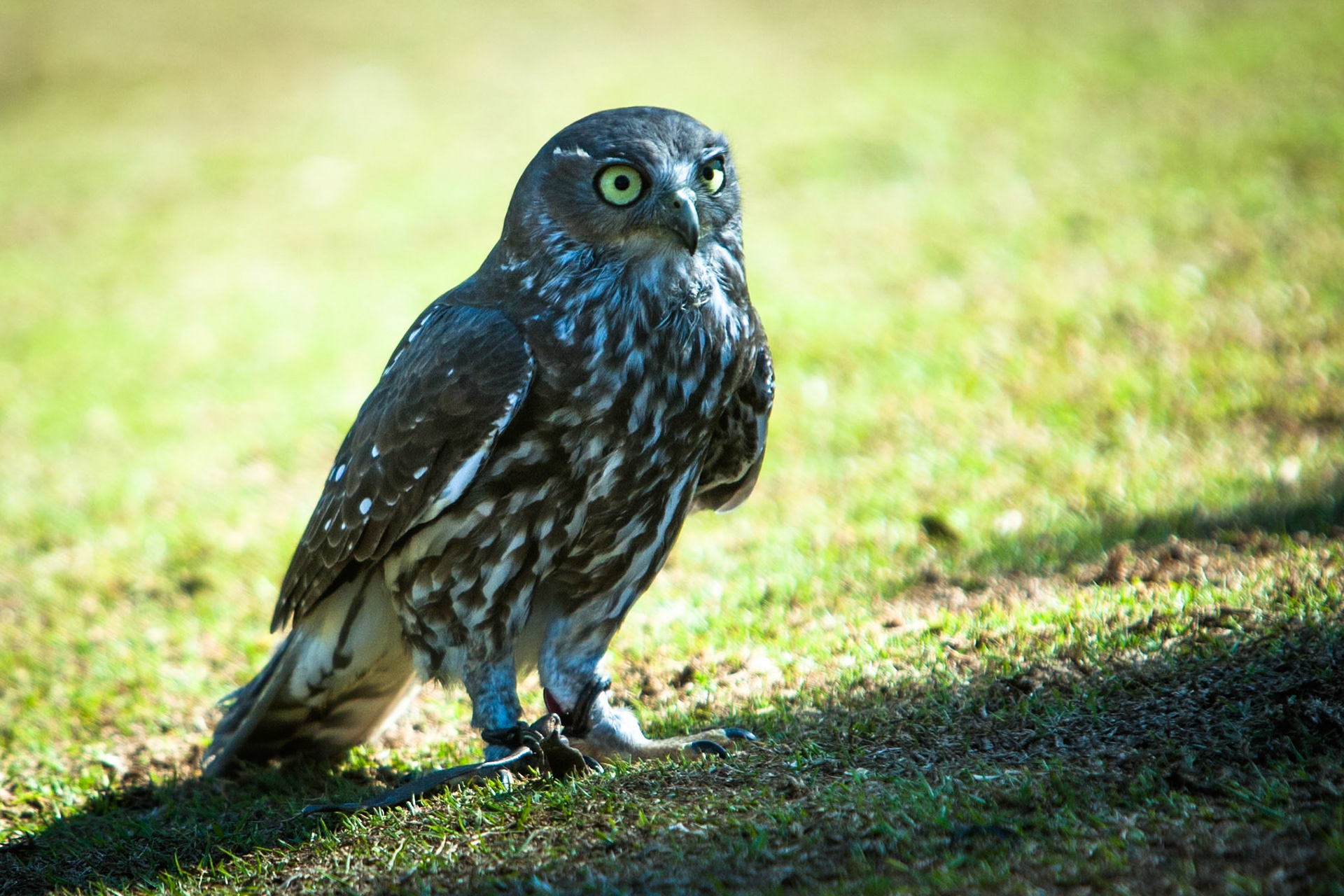 Lamington National Park, Queensland