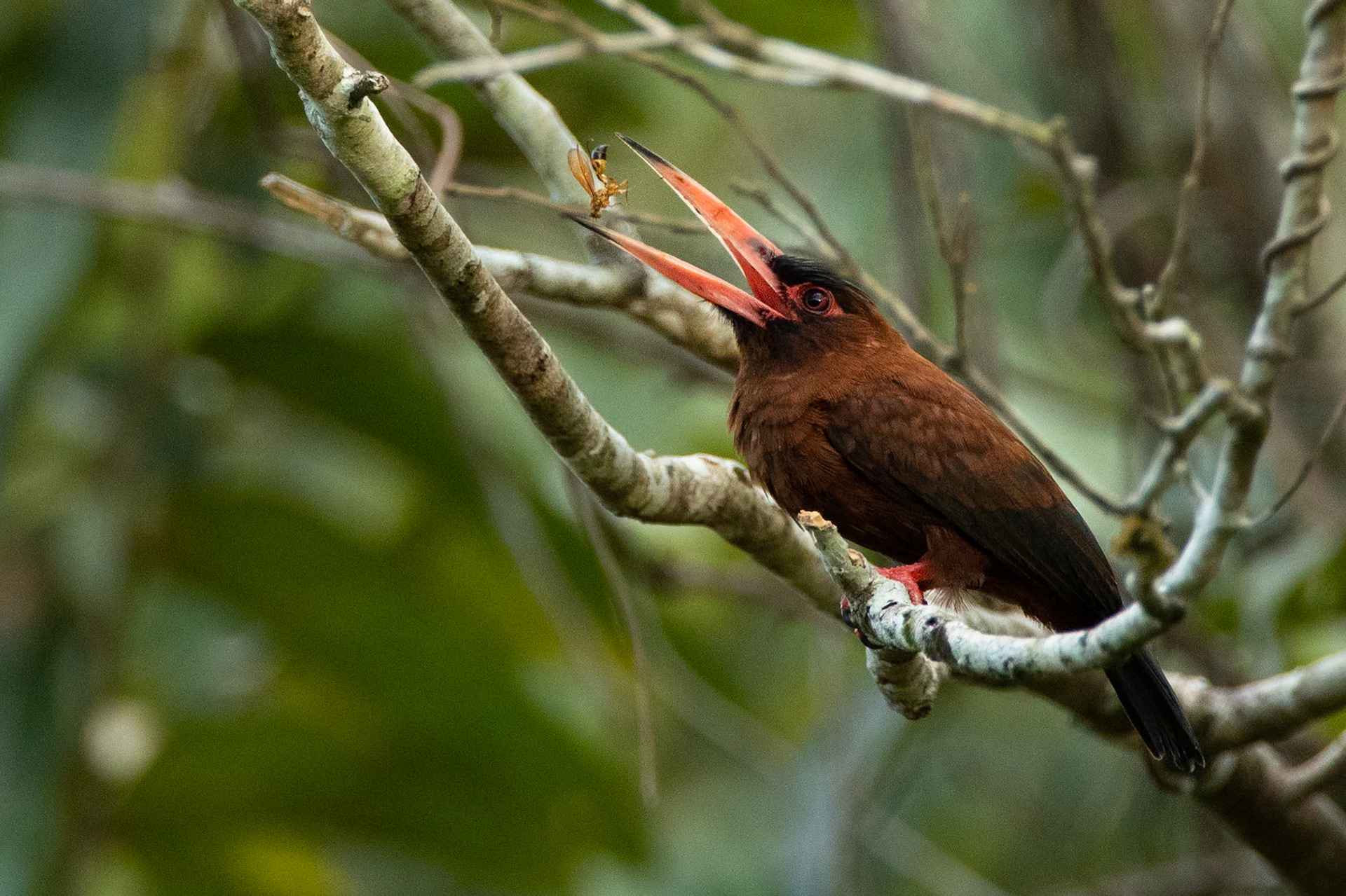Purus jacamar, Tambo Blanquillo, Manu National Park, Peru