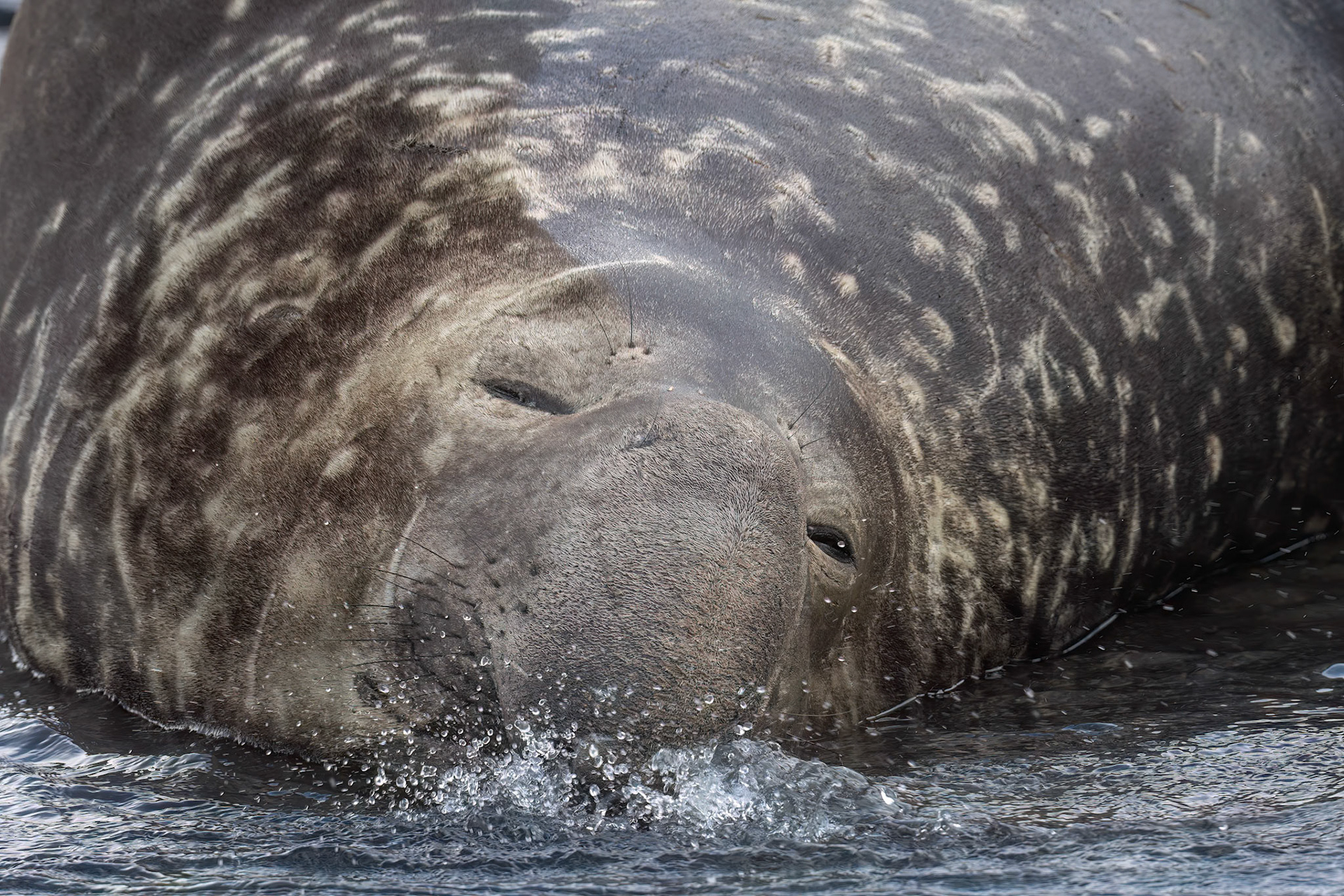 Elephant seal, Rightwhale Bay, South Georgia