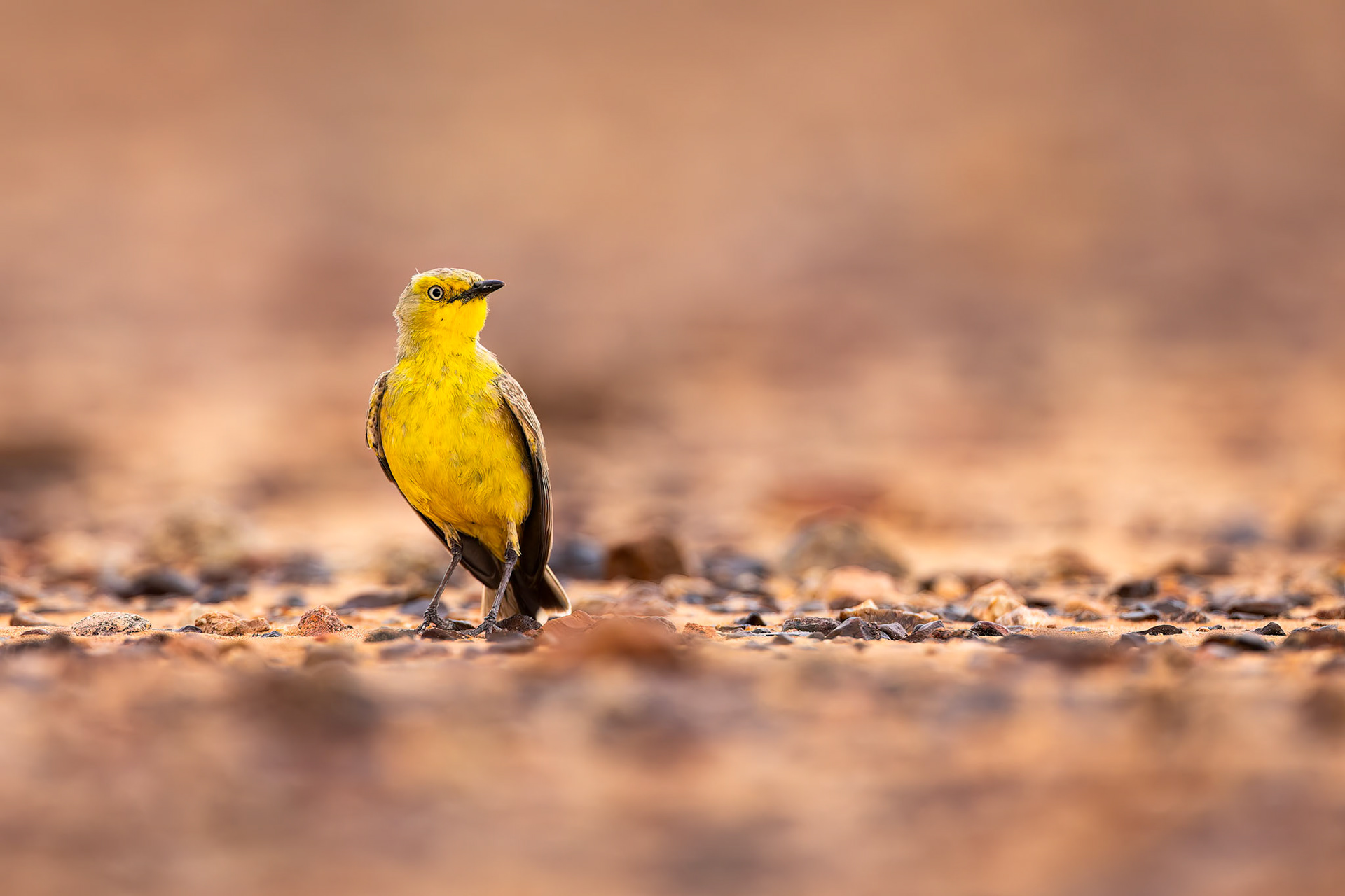 Gibber chat, Boulia to Birdsville, Queensland, Australia