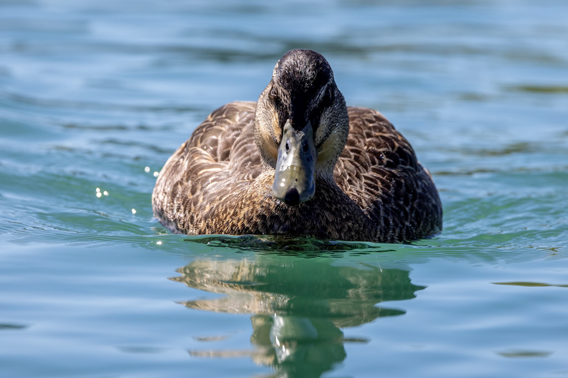 Pacific black duck, Twizel, New Zealand