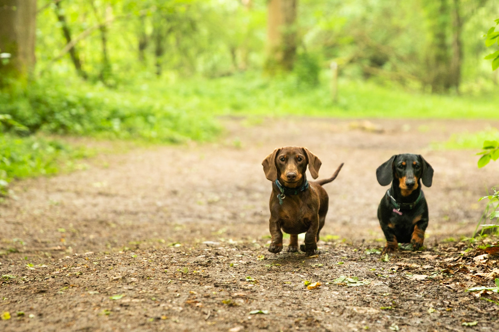 Ashridge Estate, National Trust Forest, Ringshall, England, United Kingdom