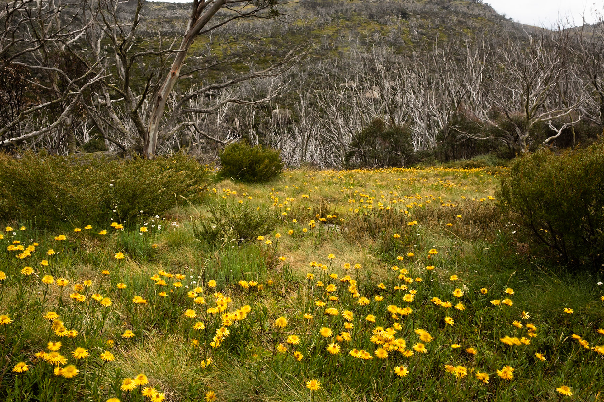 Thredbo to the cablecar and return, Mount Kosciuszko National Park, Snowy Mountains, New South Wales
