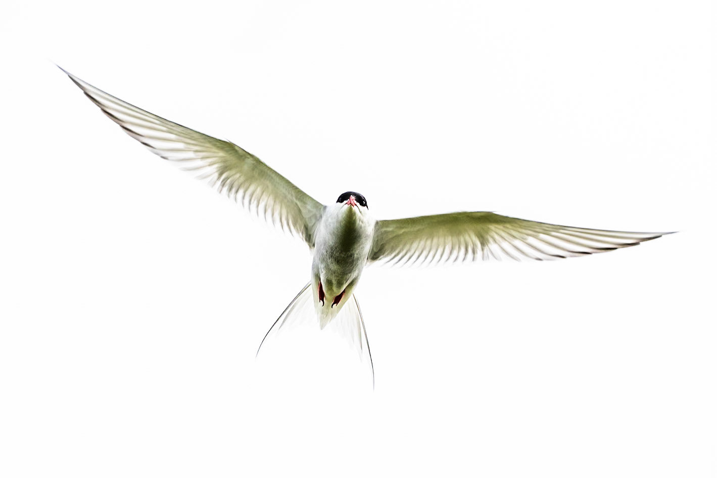 Arctic tern, Flatey island, Breiðafjörður, Iceland
