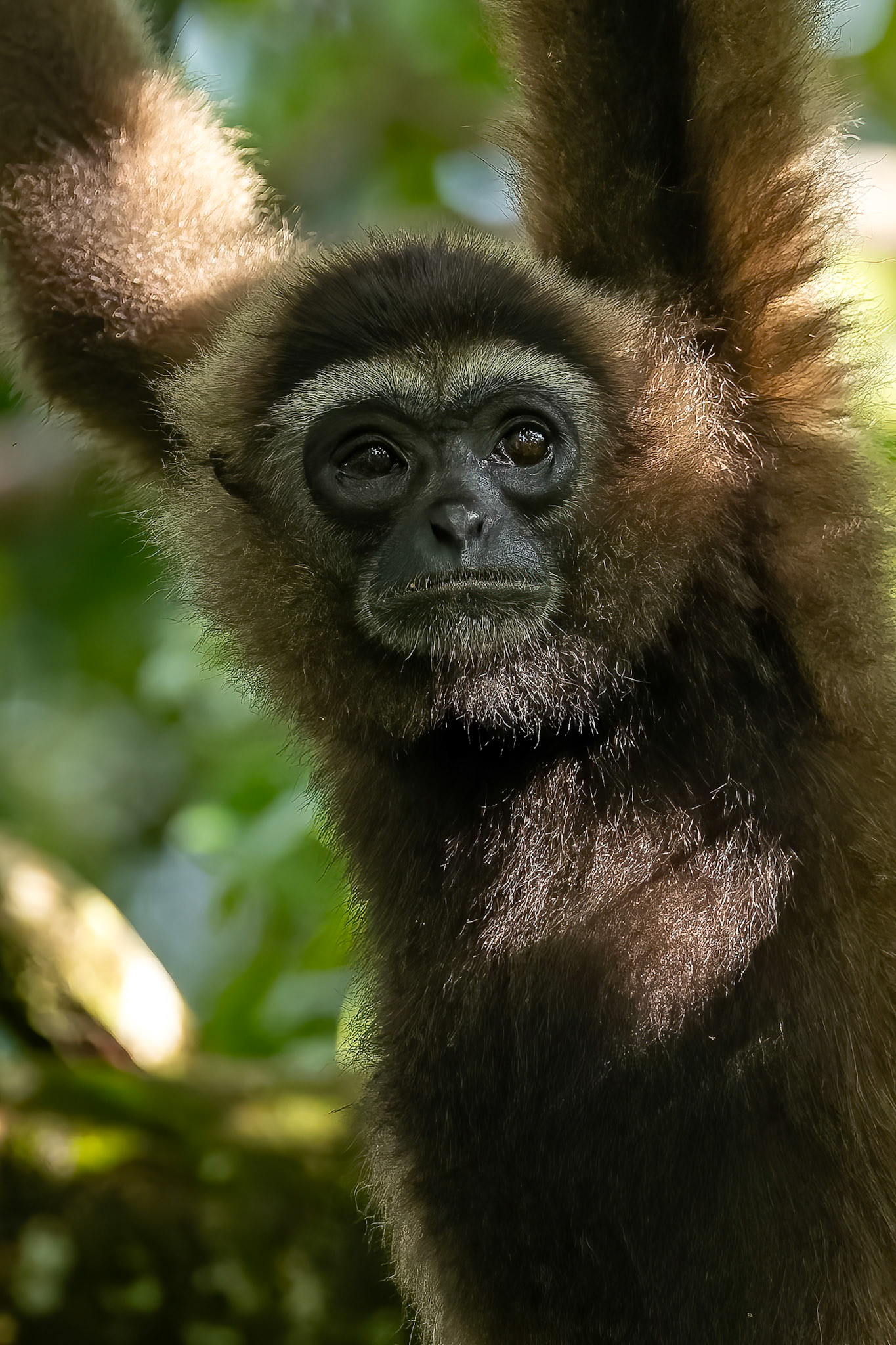 Eastern grey gibbon, Sepilok, Borneo