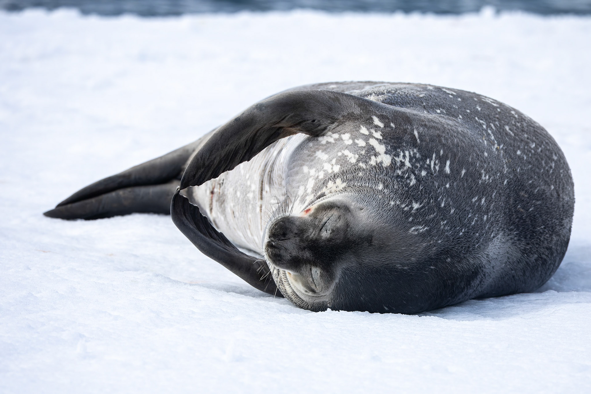 Weddell seal, Half-moon Island, Shetland Islands, Antarctica