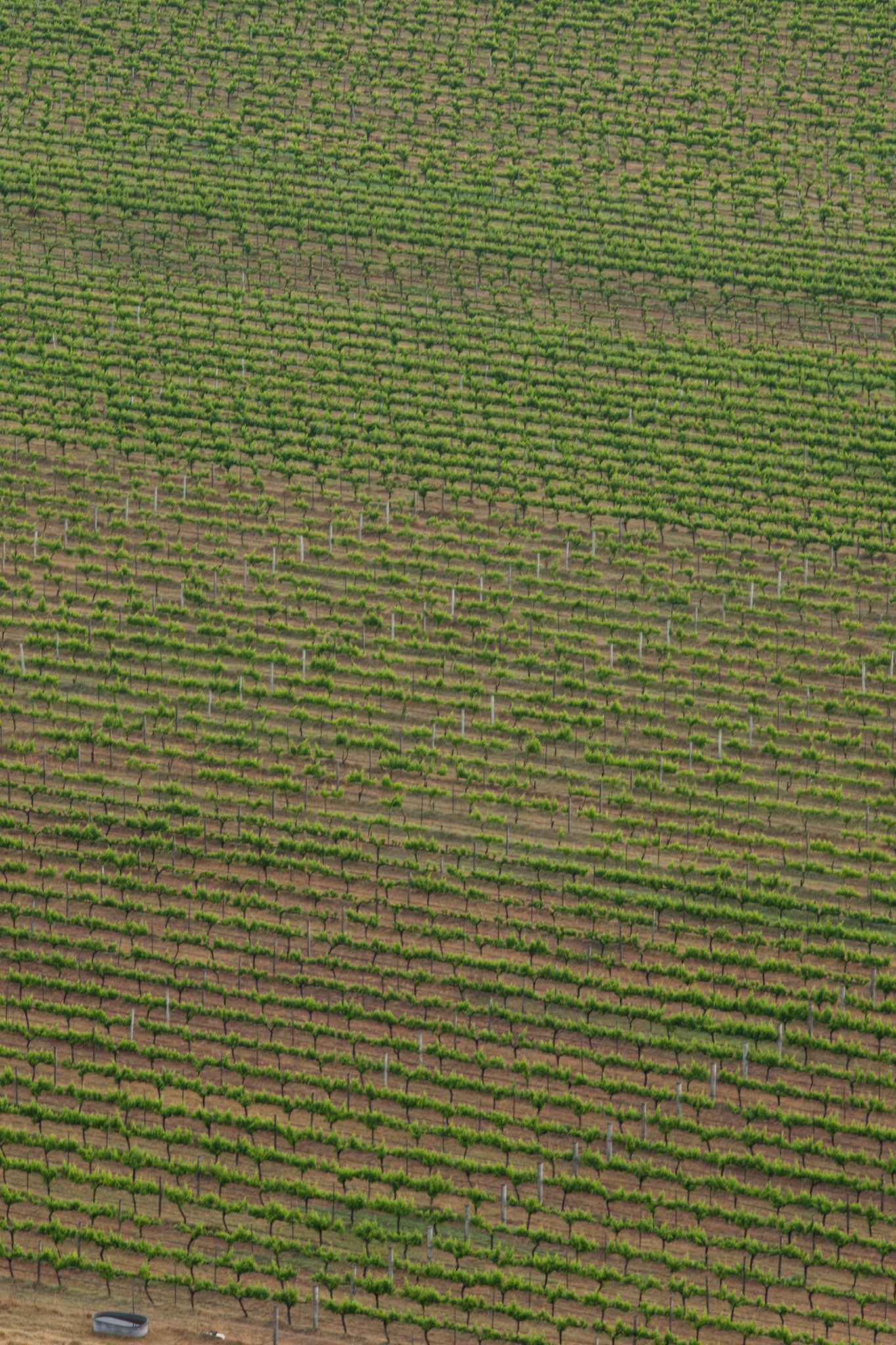 Hot air balloon ride in the Hunter Valley, New South Wales.