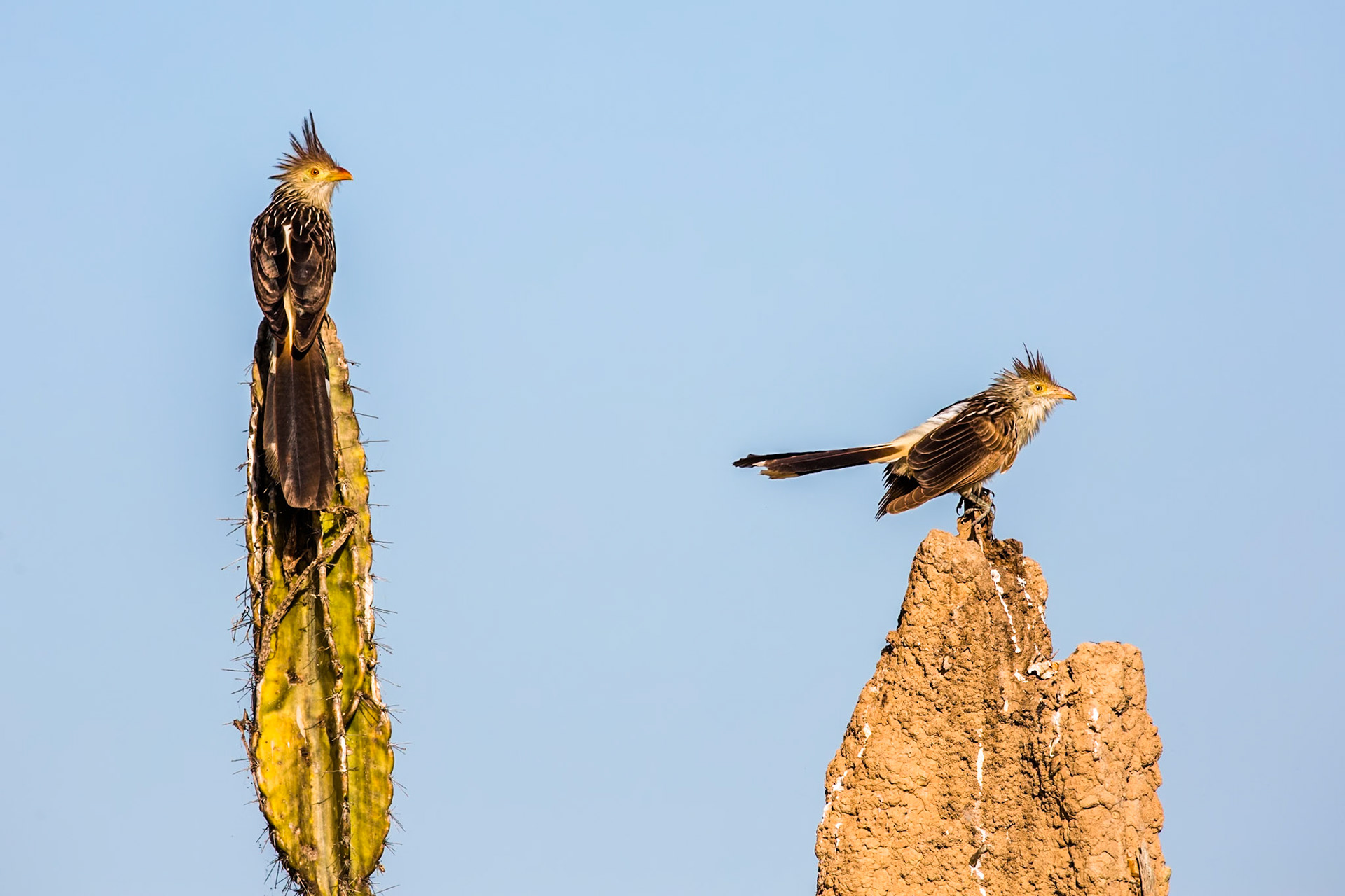 Guira cuckoo, Pousada Piuval, Pantanal, Brazil