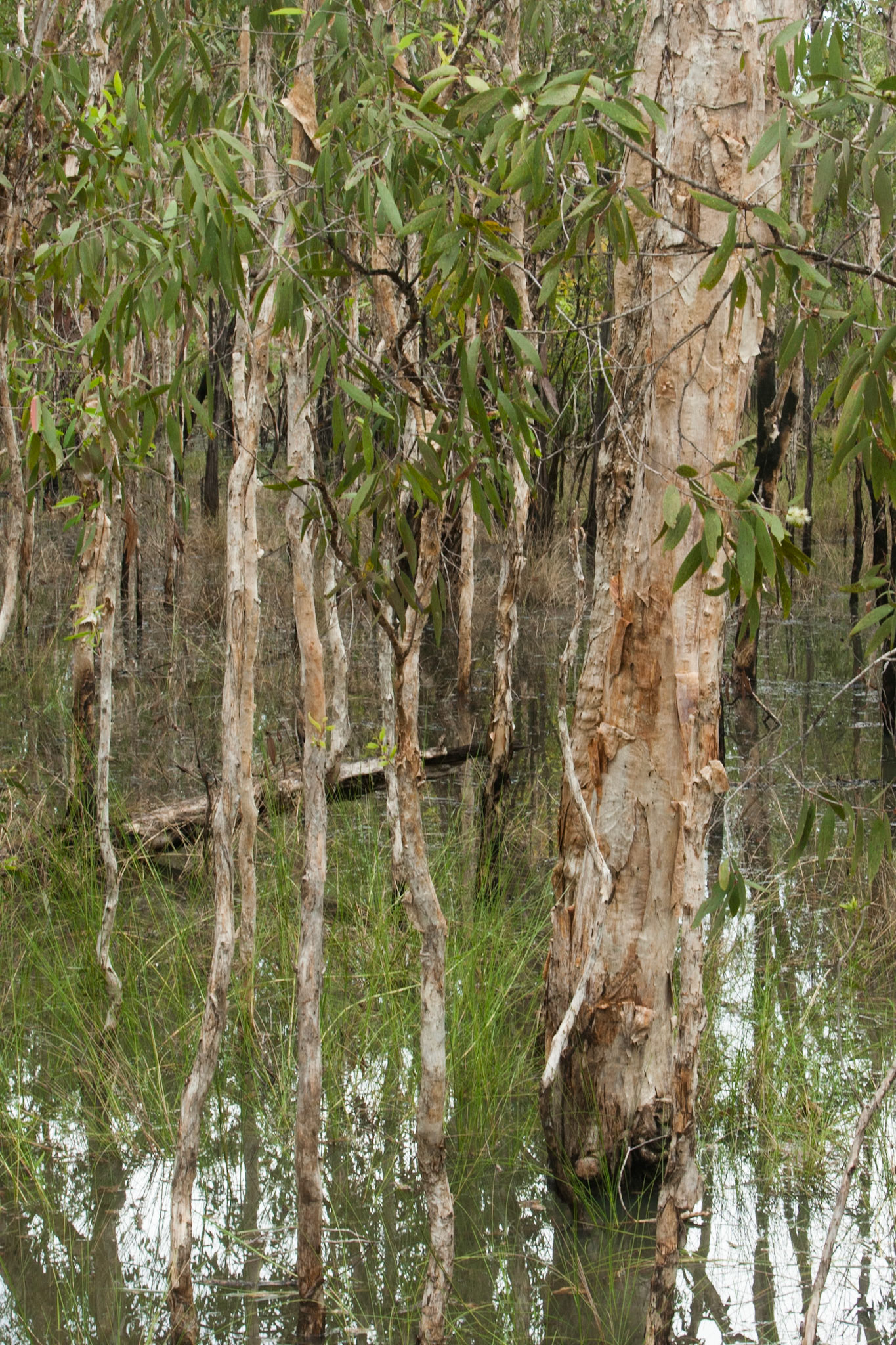 Wetland-trees, Cooinda, Kakadu, Northern Territory