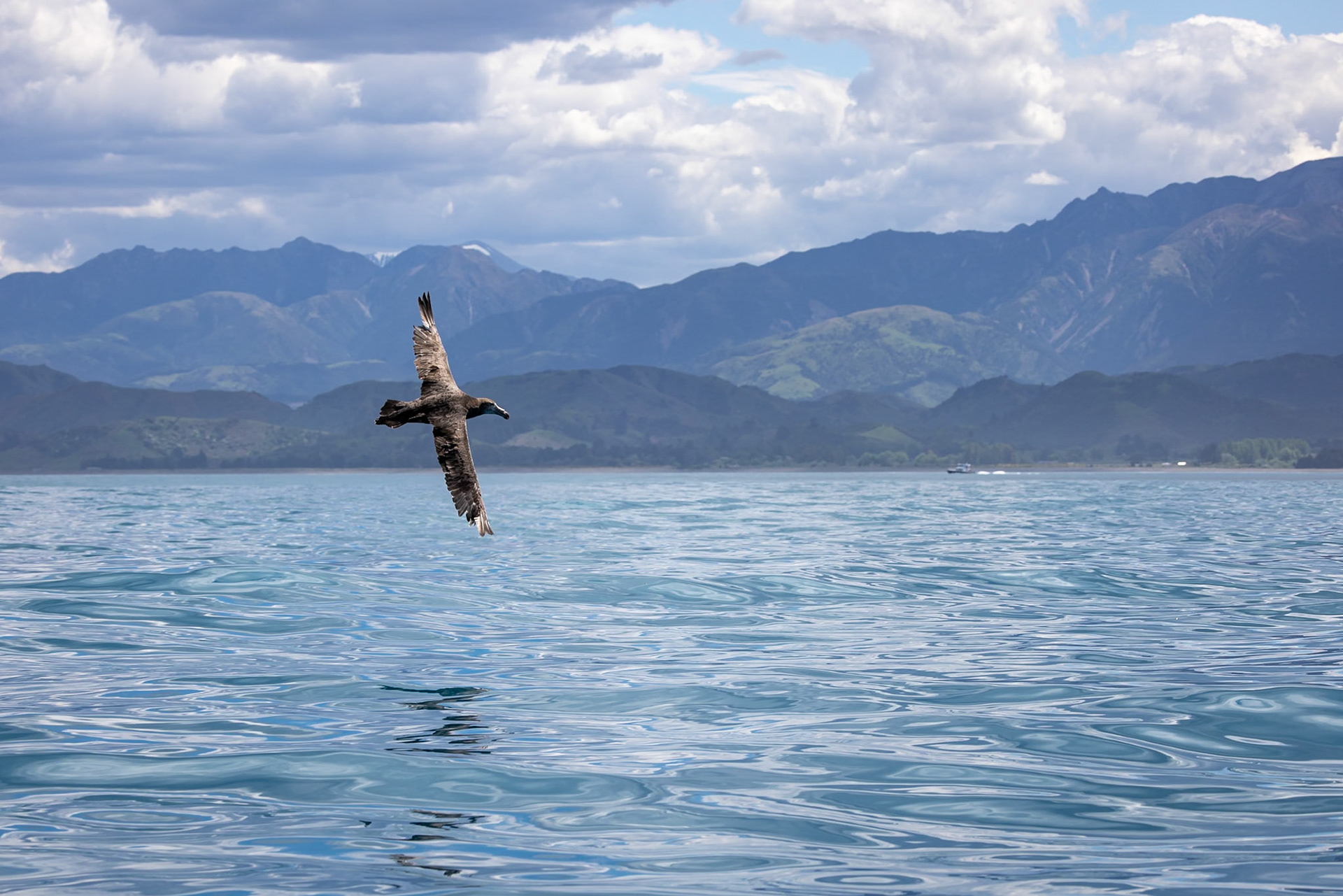 Northern giant-petrel, Kaikōura, New Zealand
