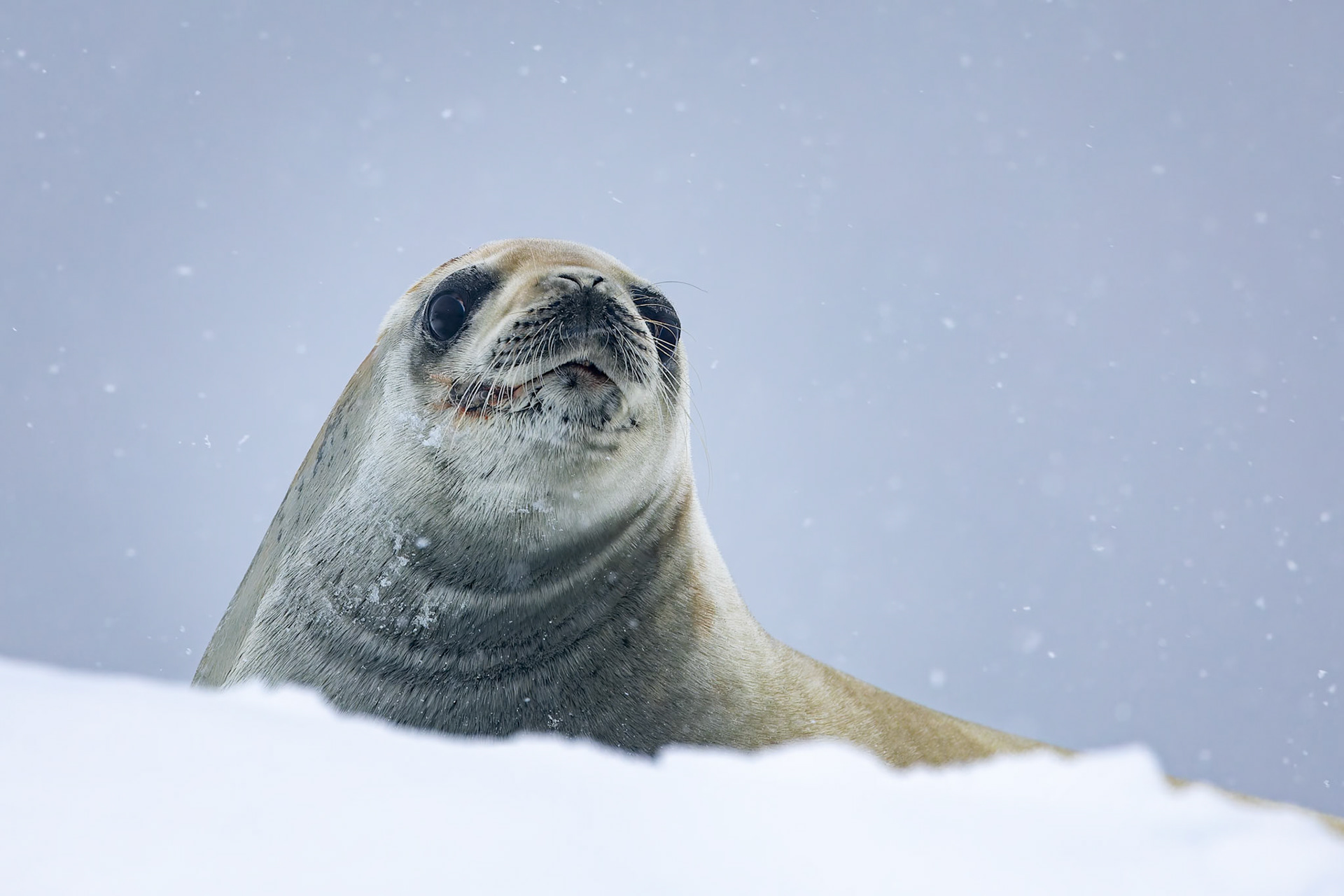 Crabeater seal, Cierva Cove, Antarctica