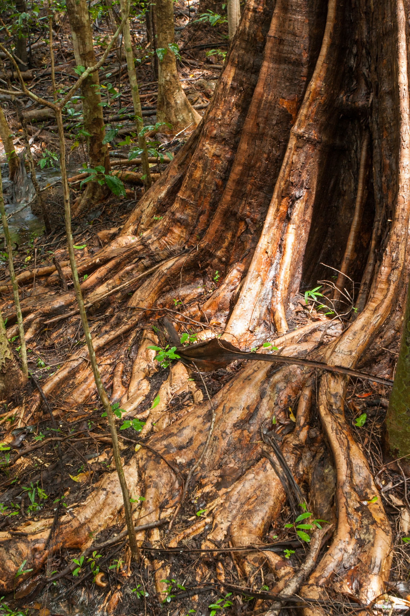 Rainforest-tree roots, Territory Wildlife Park, Darwin, Northern Territory