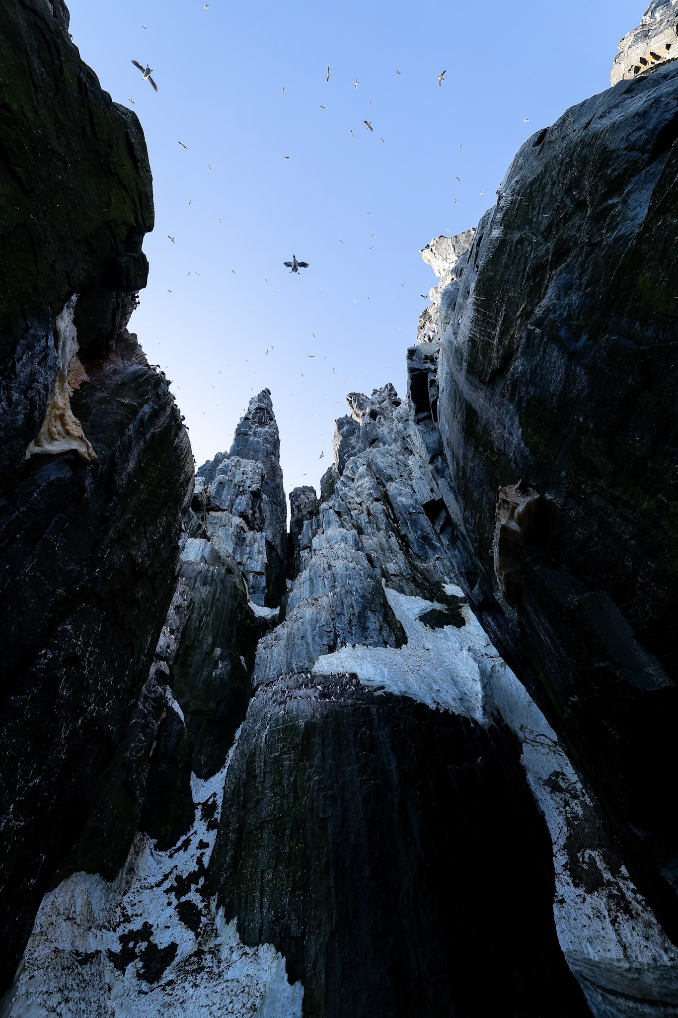 Brünnich's guillemot, Alkefjettet, Svalbard, Norway