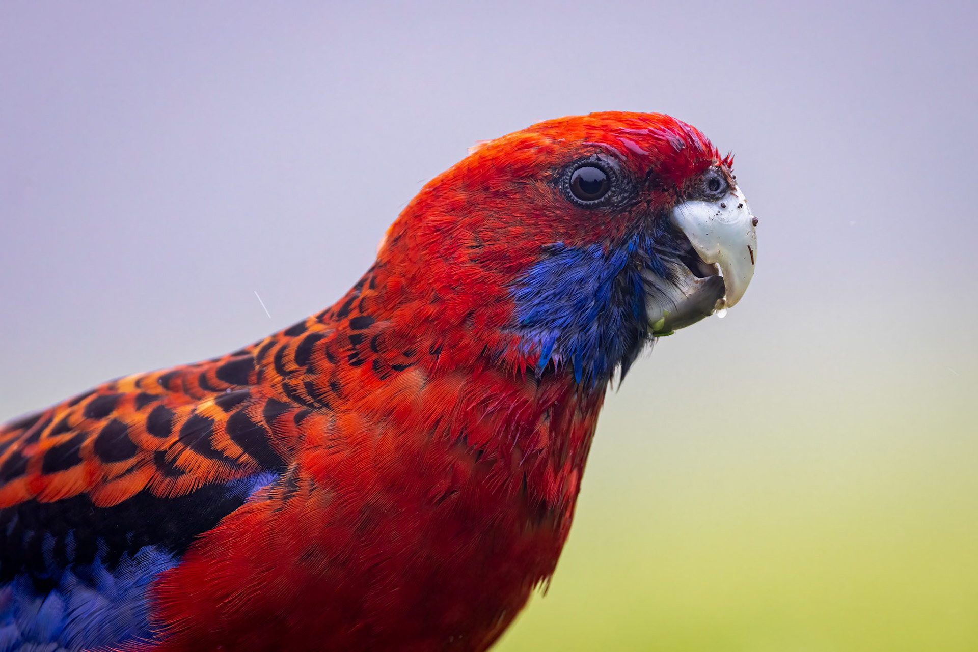 Crimson rosella, O'Reilly's Rainforest Retreat, Lamington National Park, Queensland, Australia