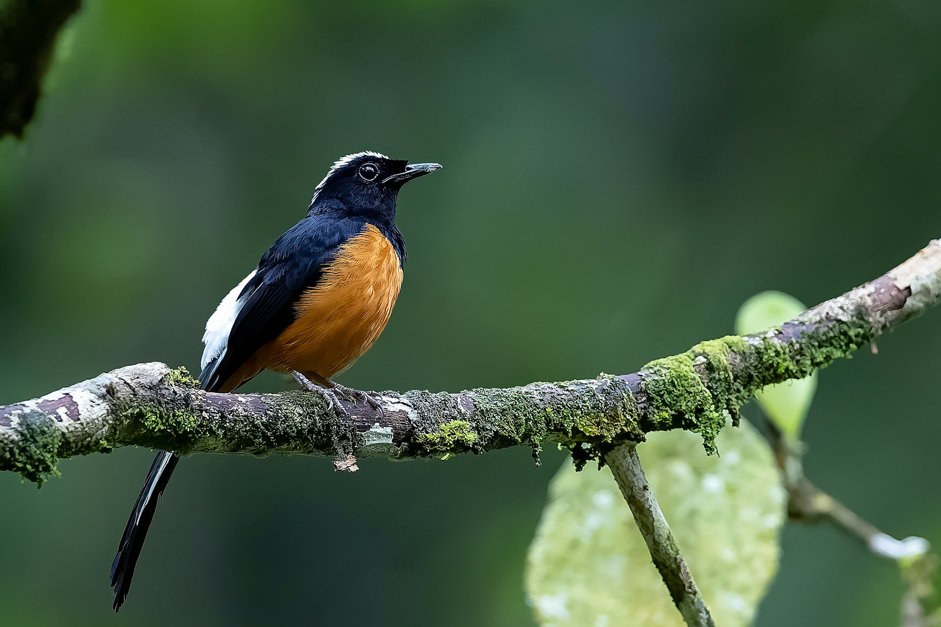 White-crowned shama, Tabin, Borneo
