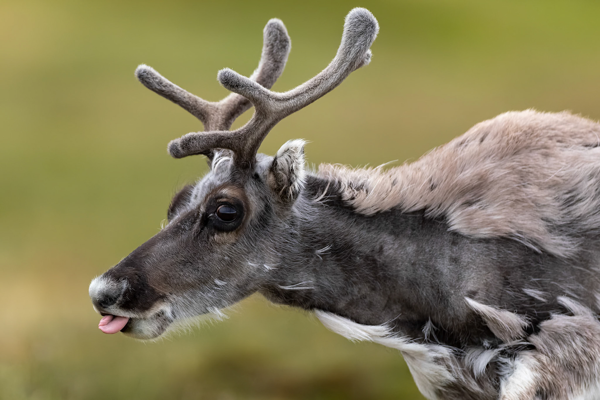 Svalbard's reindeer, Trygghamna, Svalbard, Norway