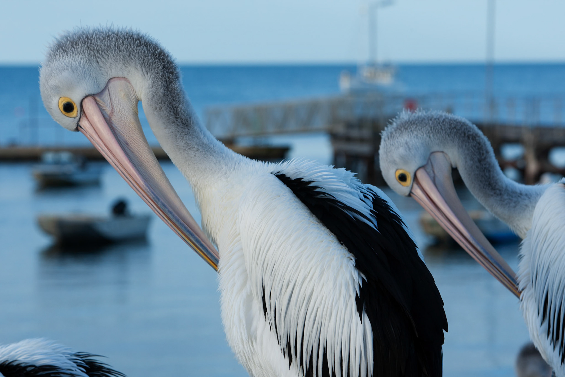 Australian pelicans gathered for a daily feed, Kingscote, Kangaroo Island