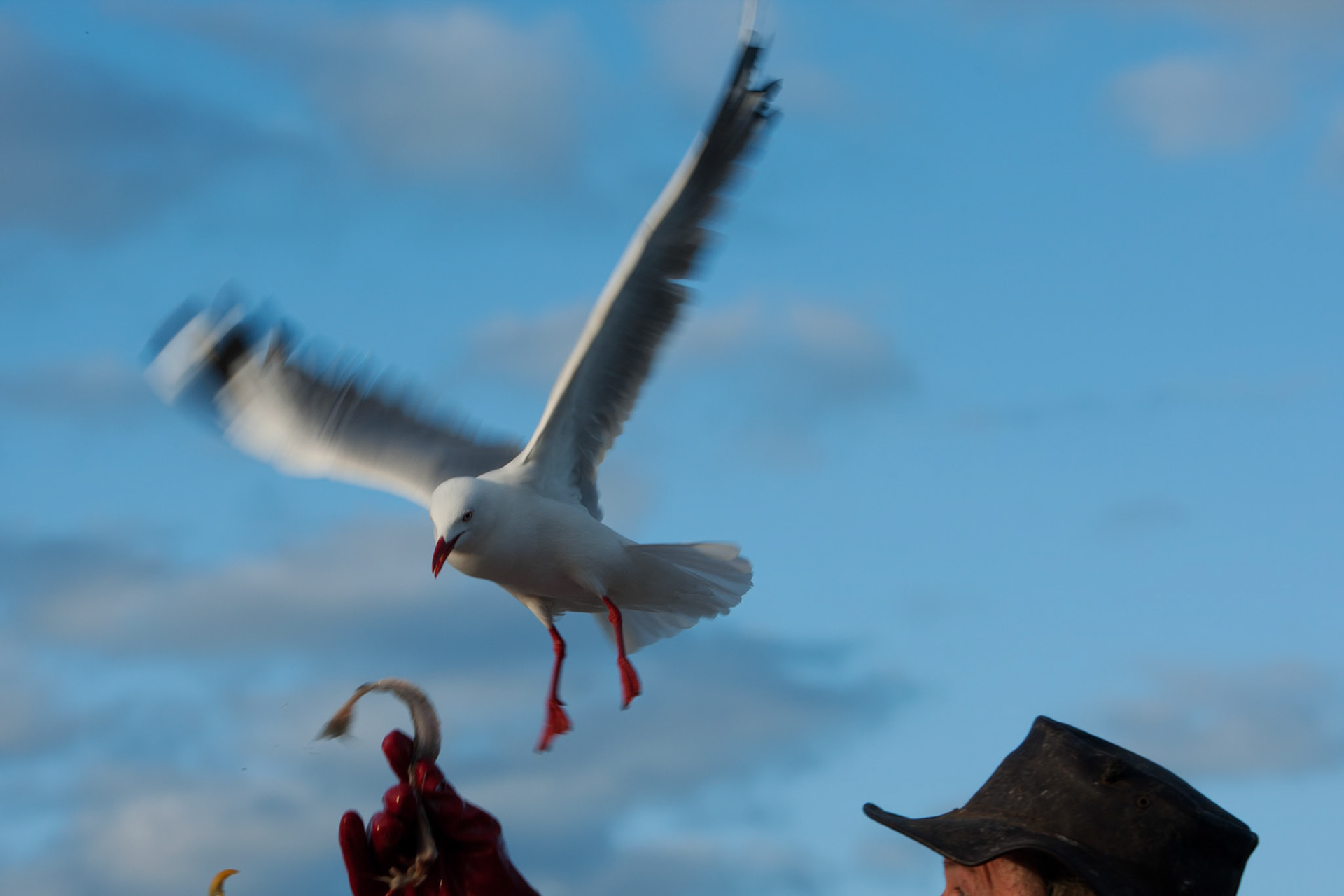 Silver gulls gathered for feeding, Kingscote, Kangaroo Island