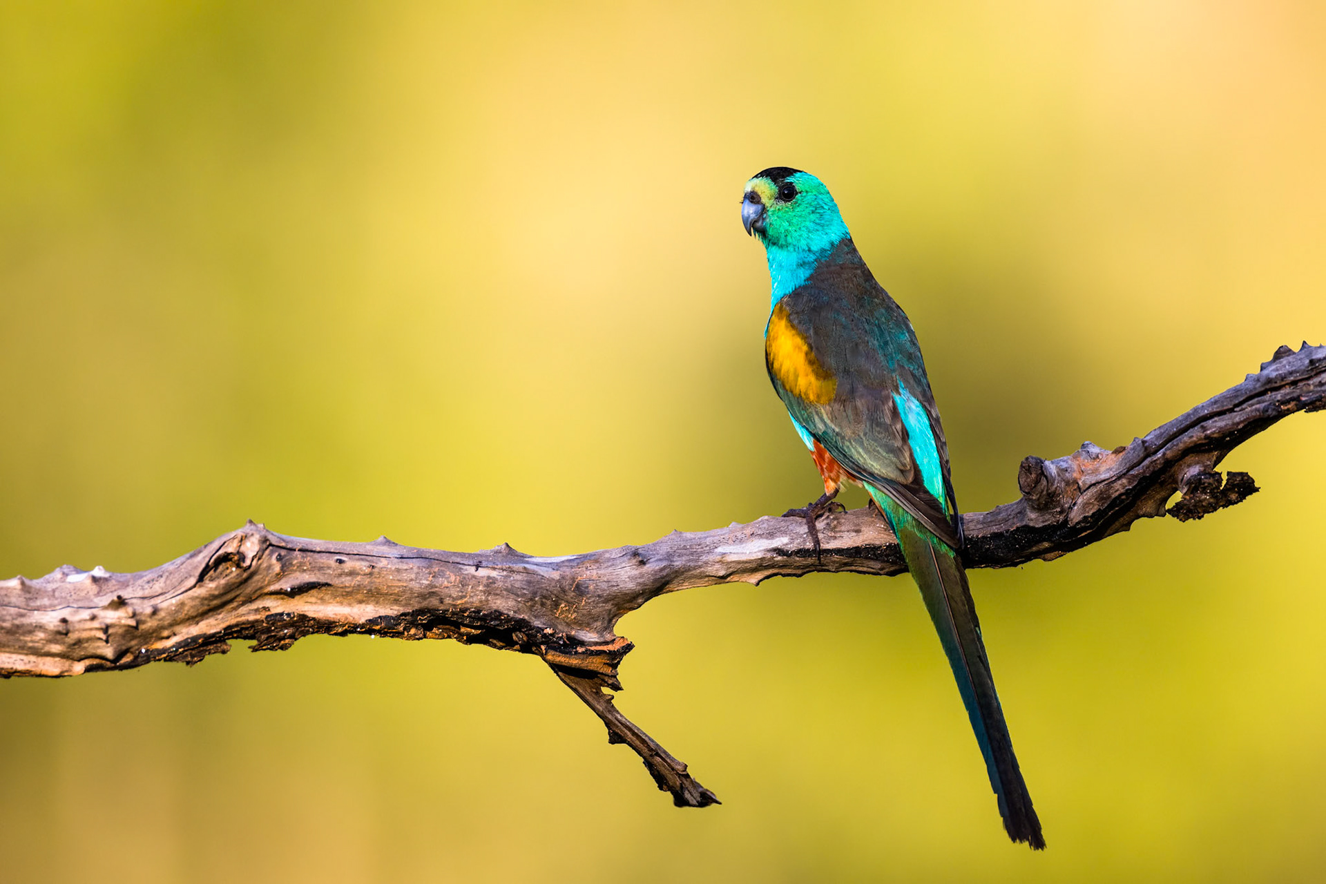 Golden-shouldered parrot, Artemis station, Musgrave, Cape York Penninsula, Queensland