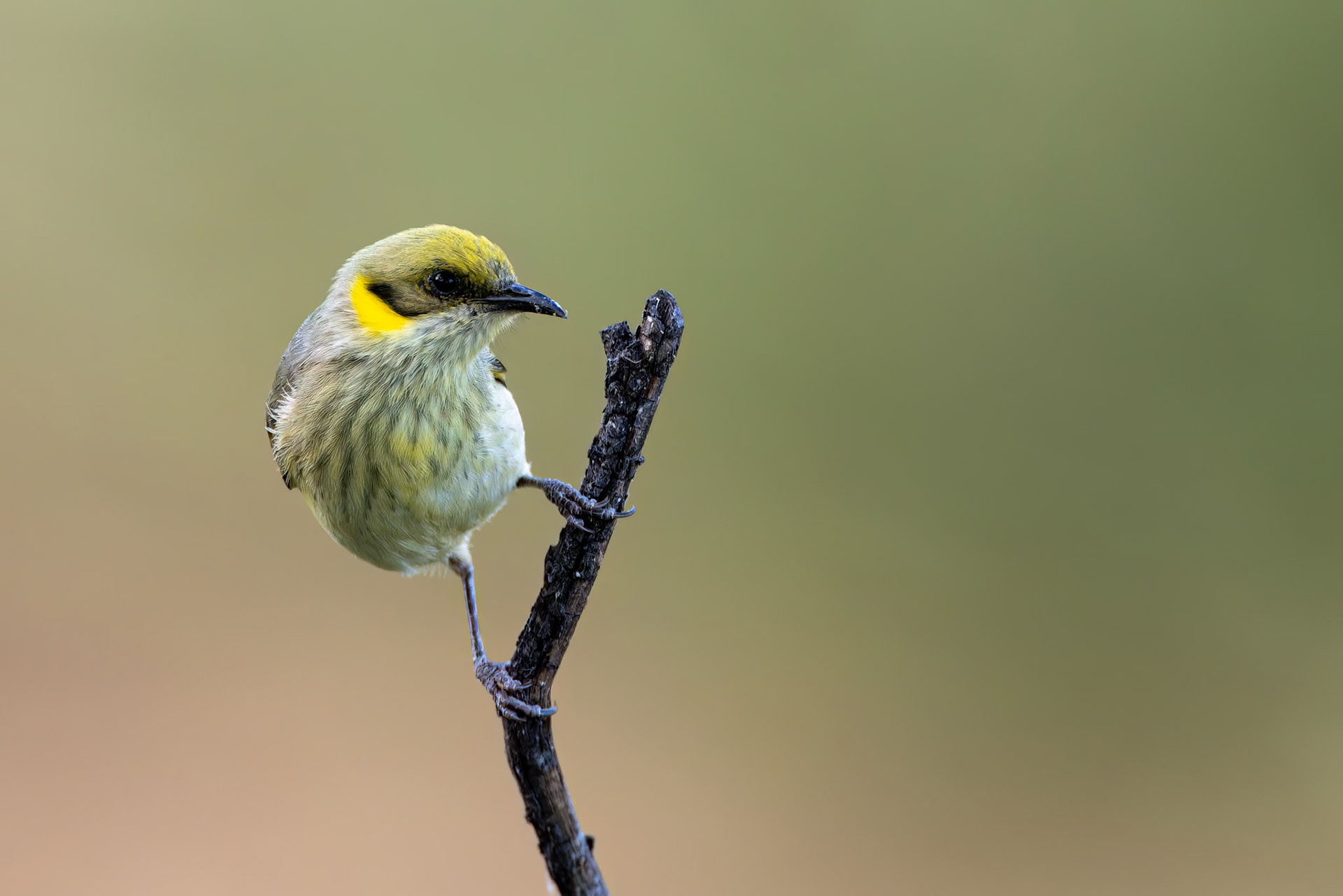 Grey-fronted honeyeater, Mt Isa, Queensland, Australia