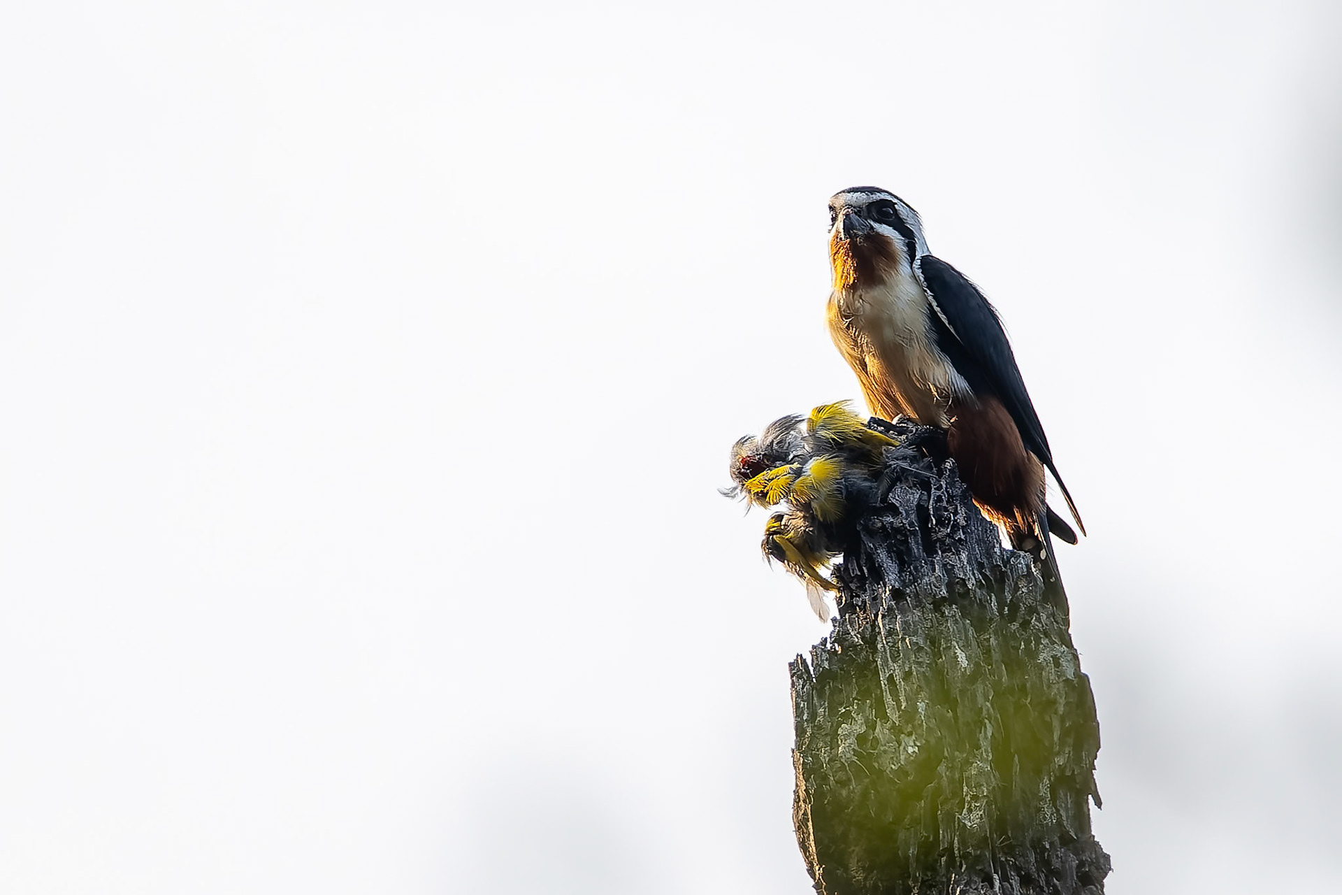 Collared falconet, Corbett Tiger Reserve, India