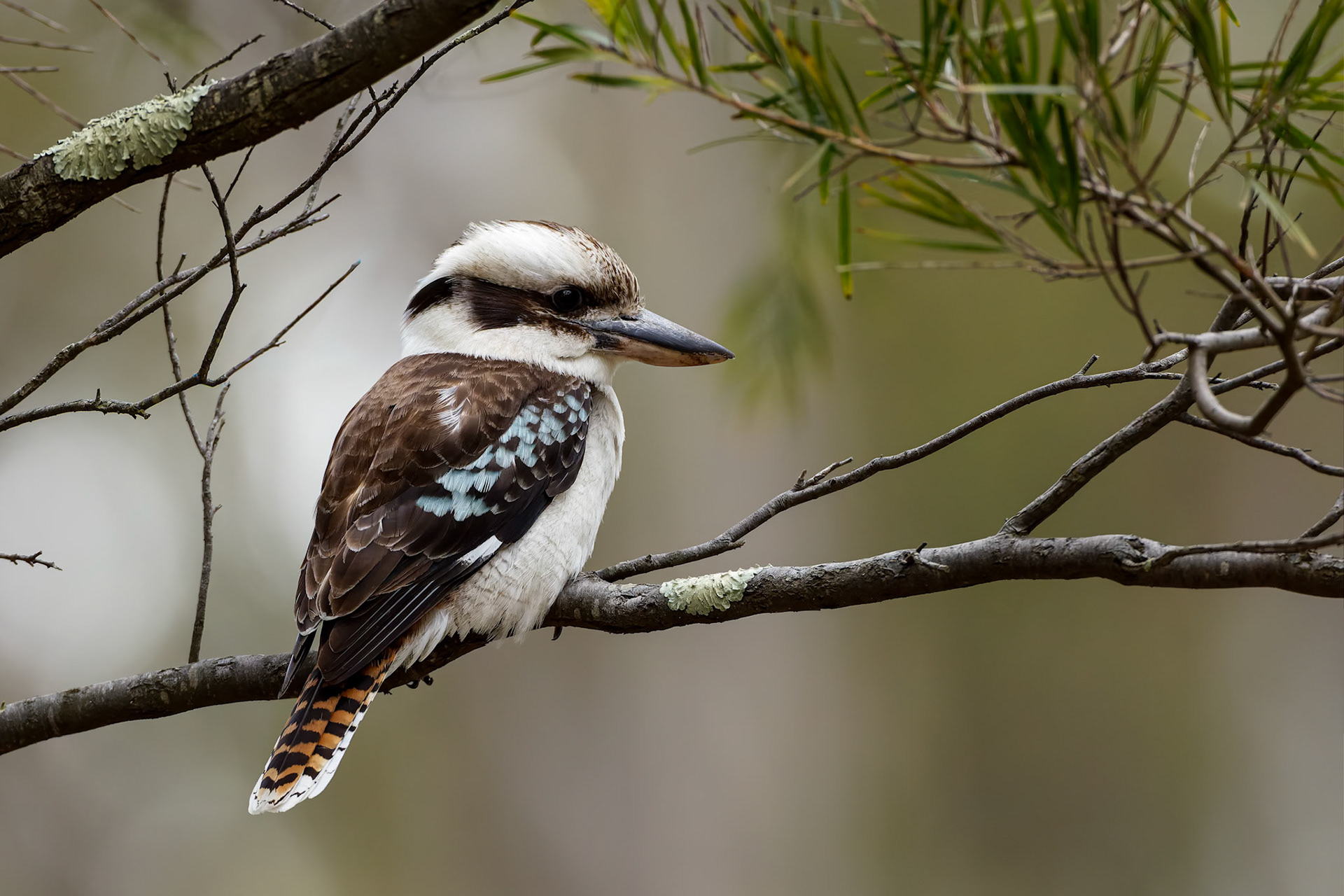 Kookaburra, Signal Hill, Hobart, Tasmania, Australia