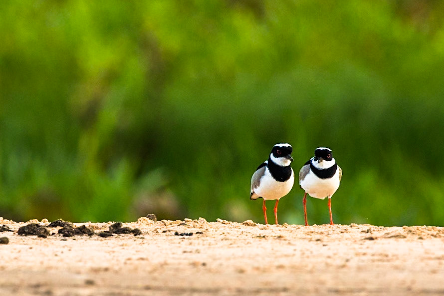 Pied plover, Porto Jofre, Pantanal, Brazil