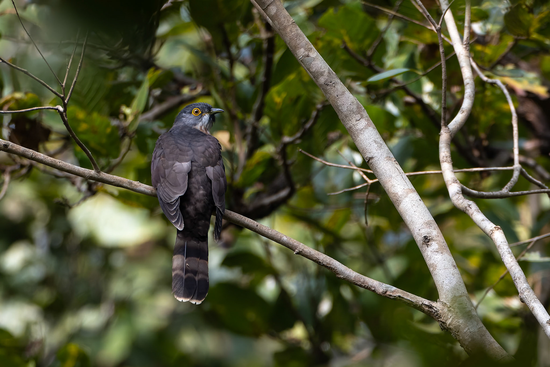 Common hawk-cuckoo, Khana, India