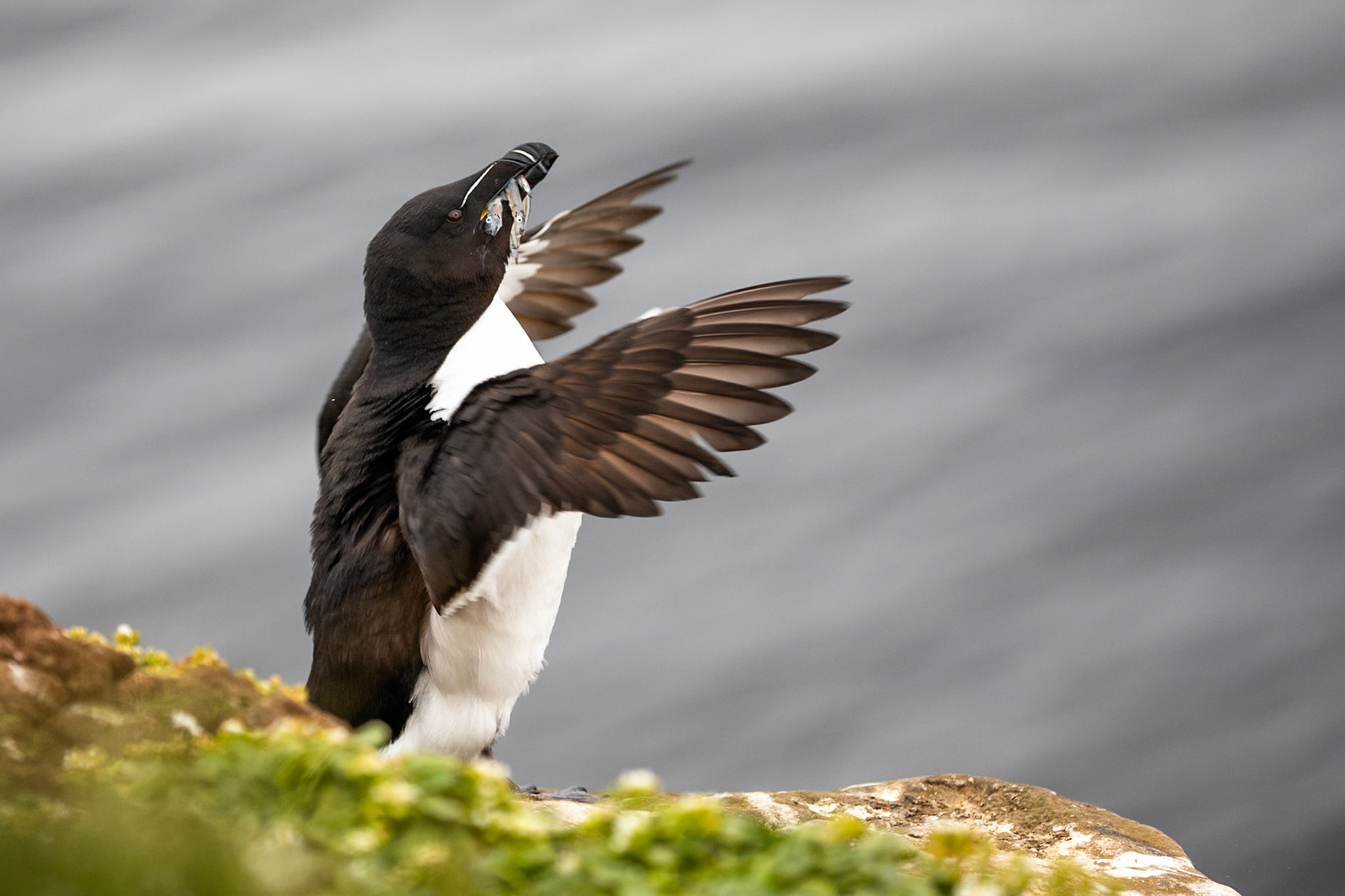 Razorbill, Grímsey Island, Iceland