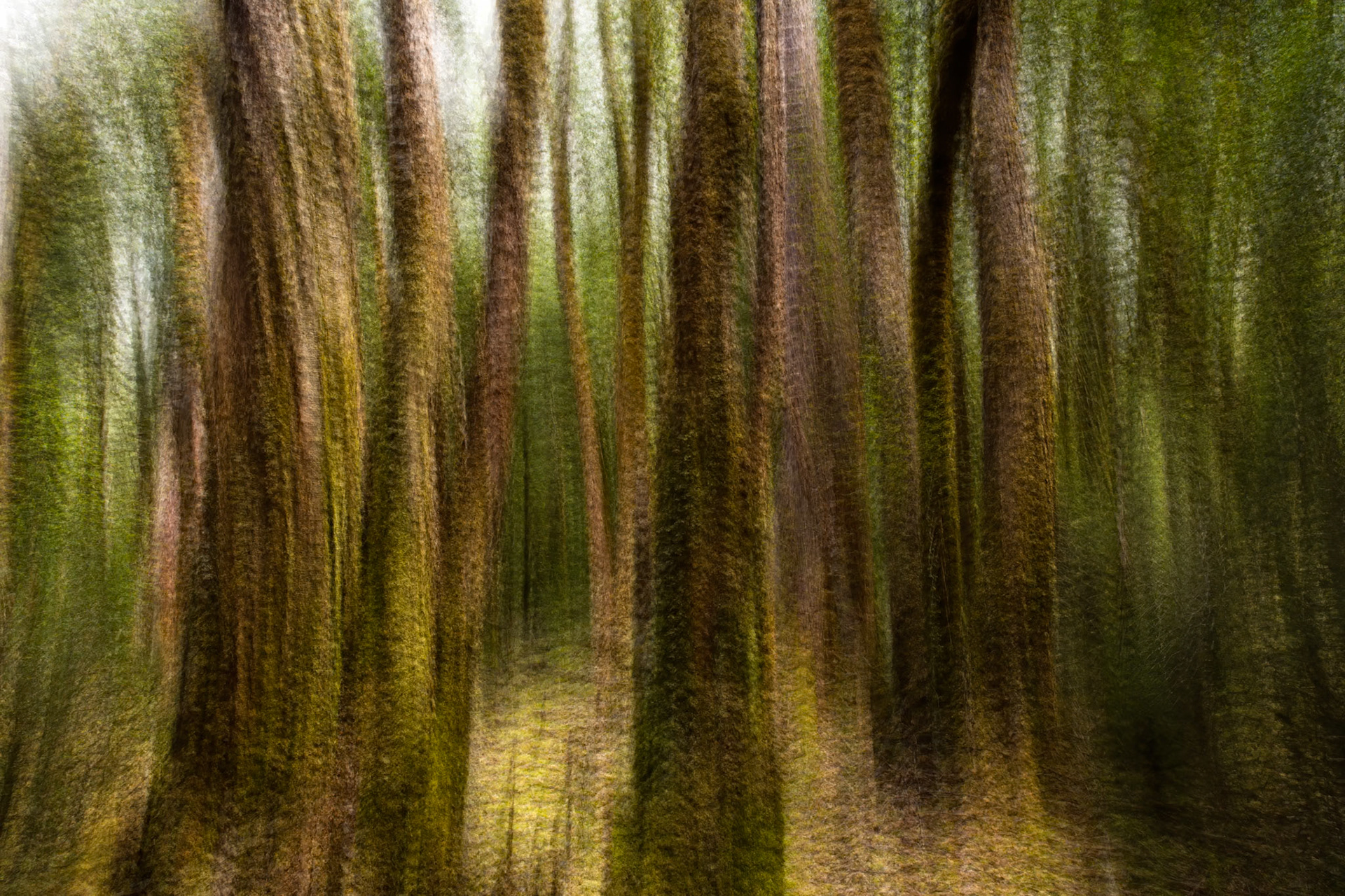 Pine Forest Moor to Pelion, The Overland Track, Cradle Mountain- Lake St Clair National Park, Tasmania.