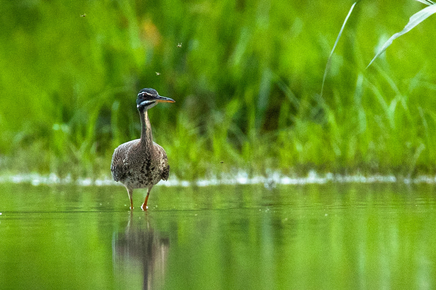 Sunbittern, Tambo Blanquillo, Manu National Park,  Peru