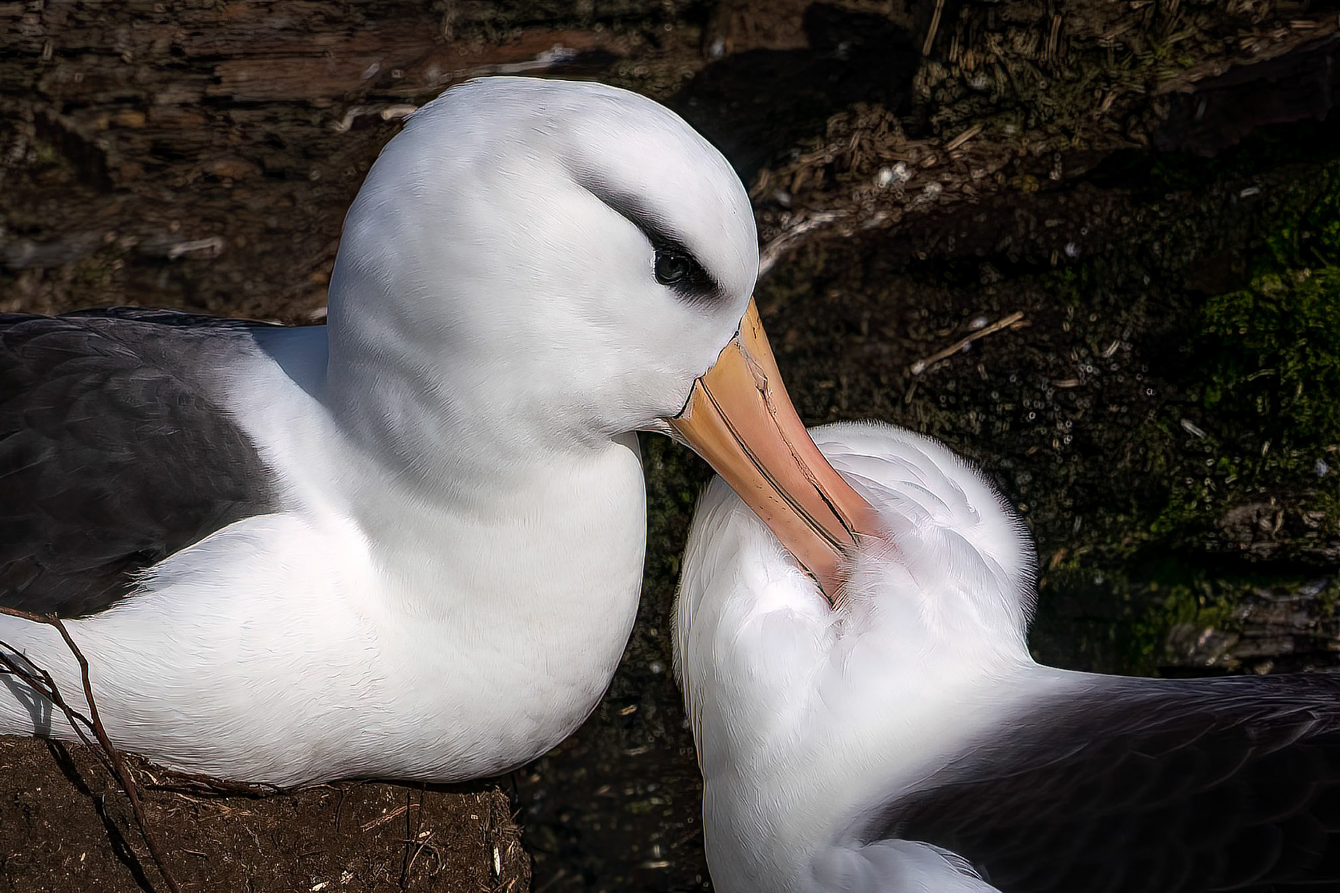 Black-browed albatross, The Settlement, Saunders Island, Falkland Islands