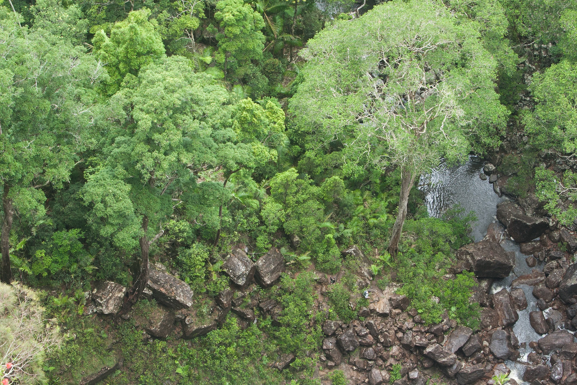 Vegetation below Minyon falls, Lismore