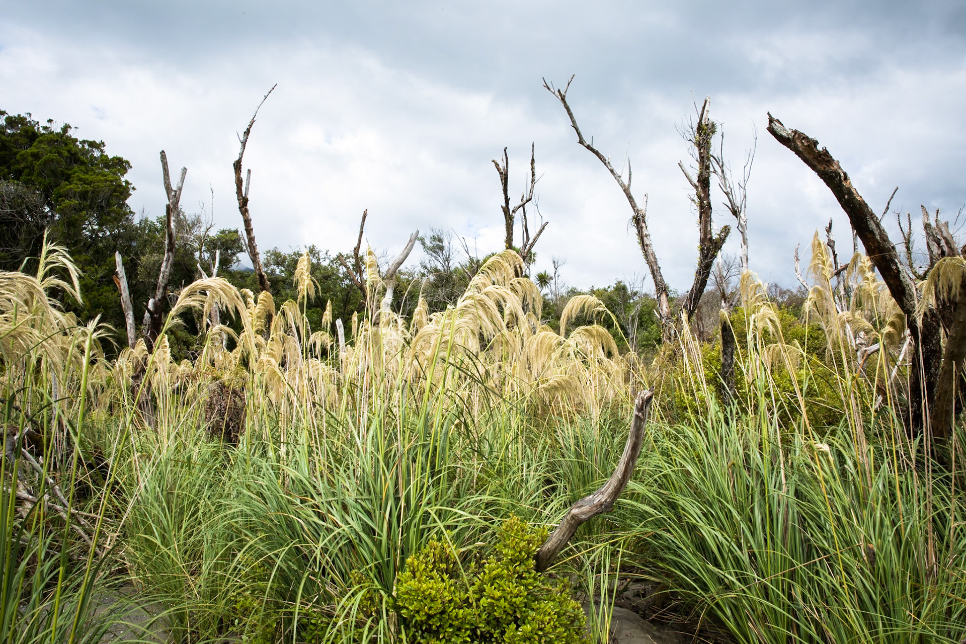 Hollyford Track, Pyke Lodge to Martin's Bay, New Zealand