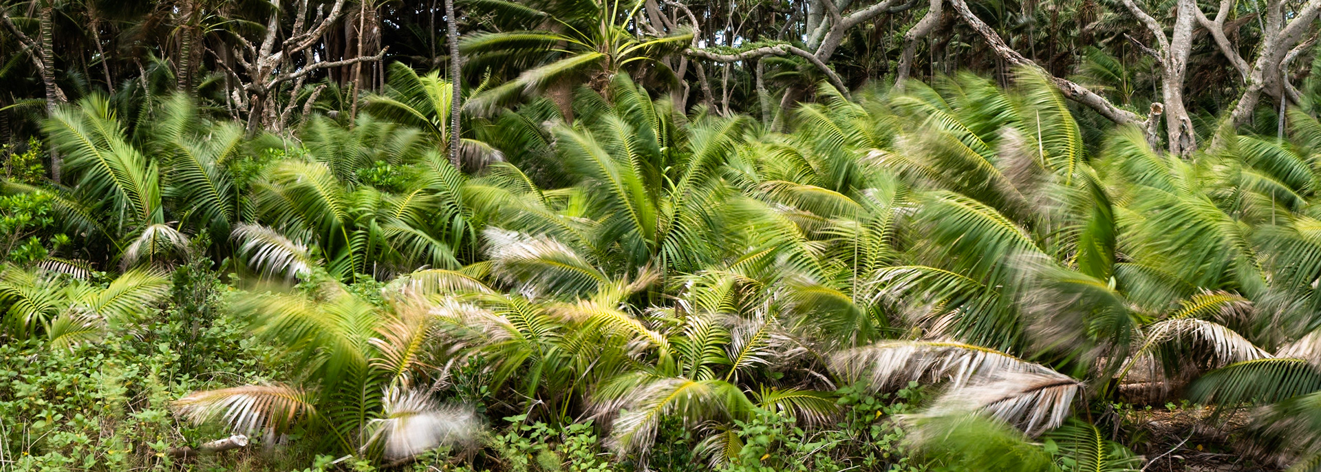 Kentia palms, Lord Howe Island, New South Wales, Australia
