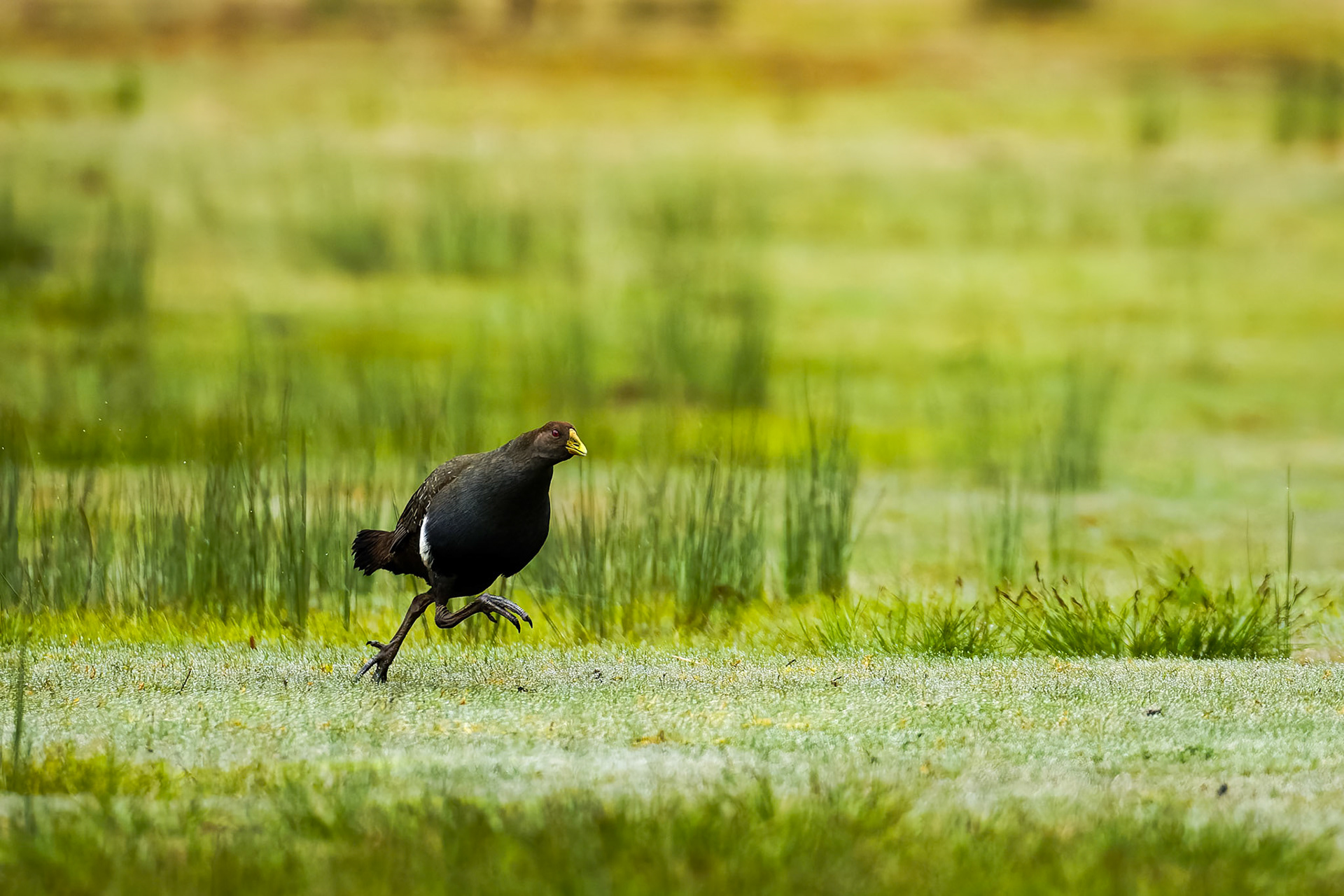 Tasmanian nativehen, Mount Field, Tasmania, Australia