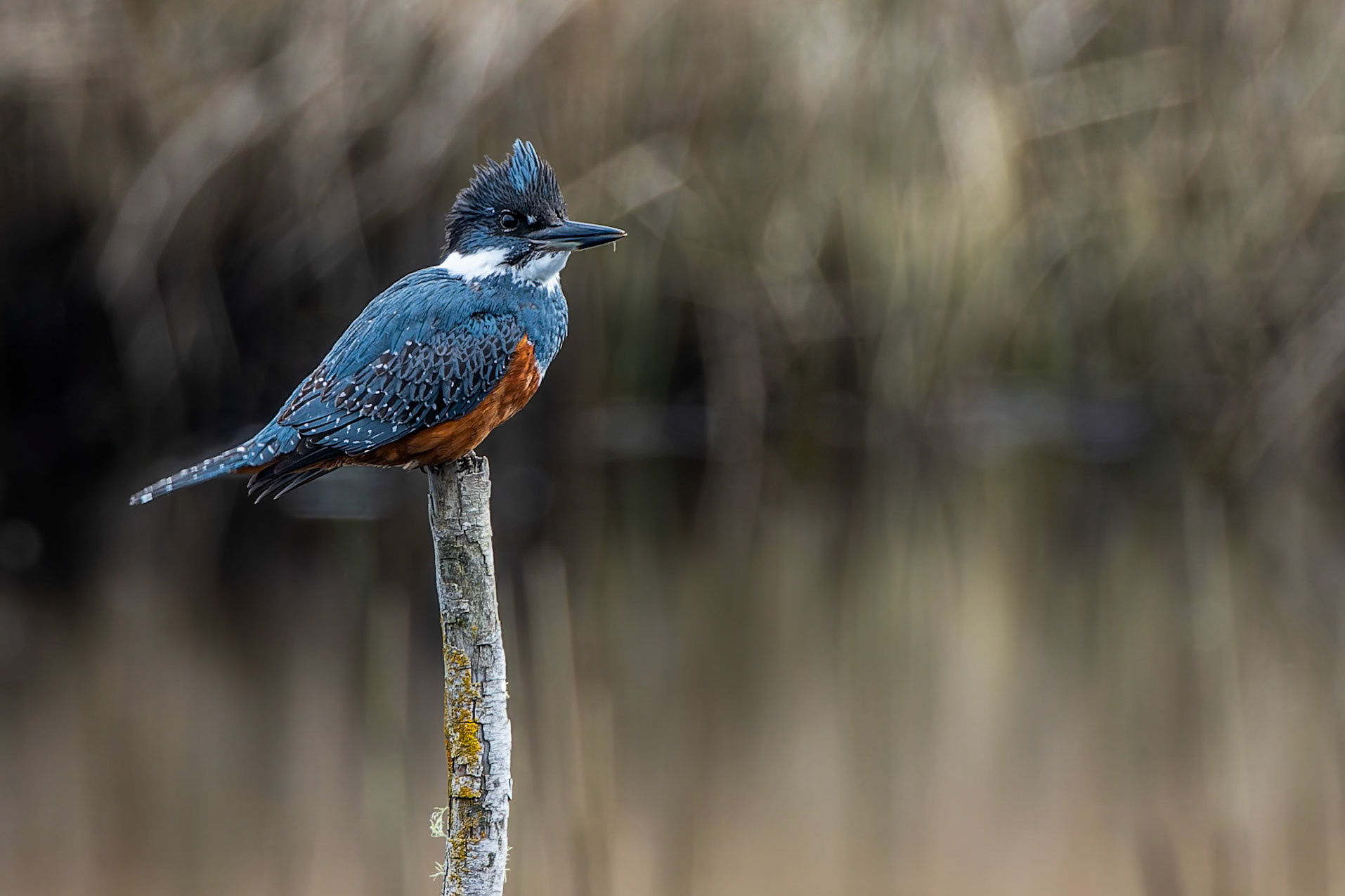 Puerto Varas Humedal, Lepihve, Chilé